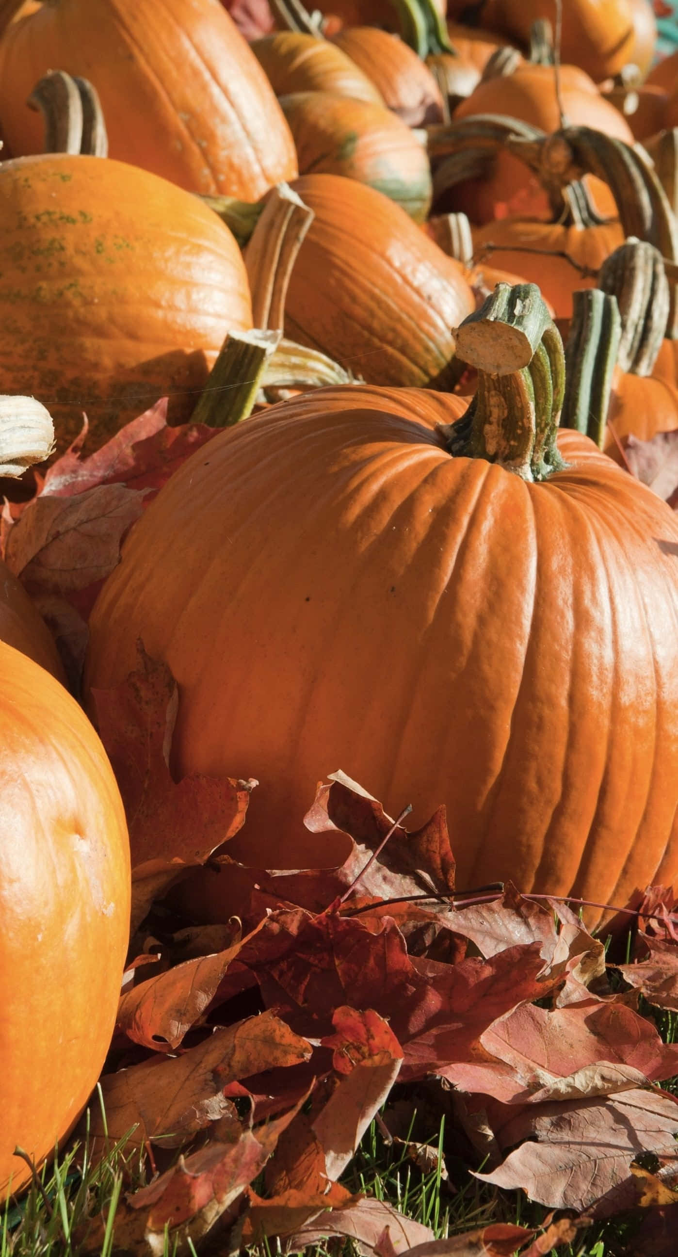 Autumn Pumpkinsand Fallen Leaves, orange pumpkins, red and brown autumn leaves, 2K Phone Wallpaper