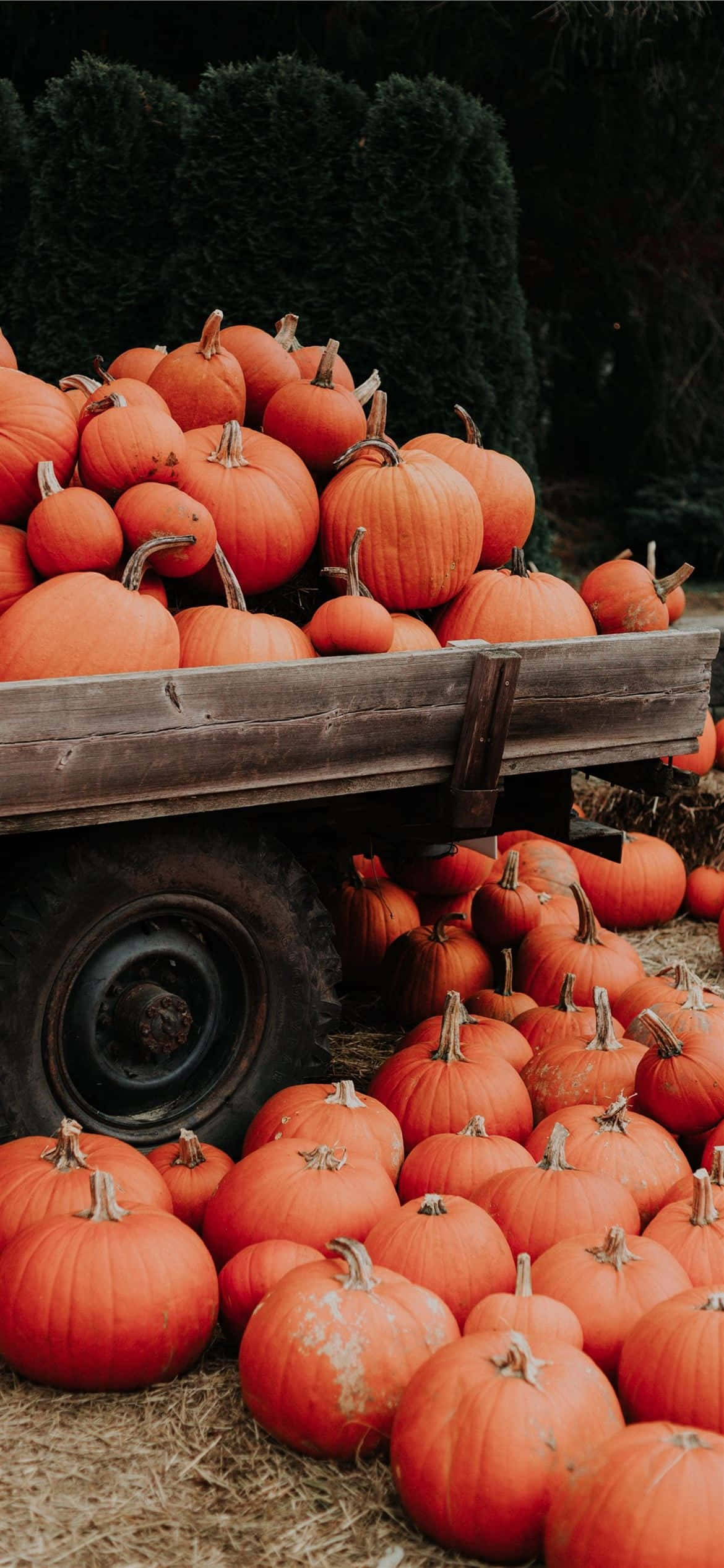 Autumn Pumpkin Harvest Wagon, wooden wagon, vibrant orange pumpkins, Full HD Phone Wallpaper