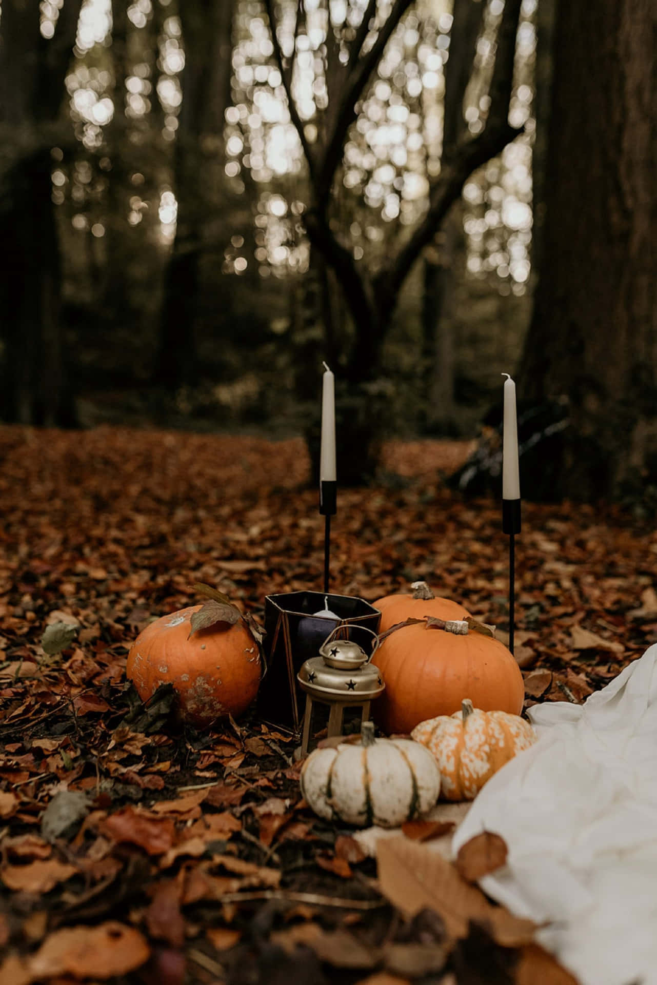 Autumn Pumpkin, forest floor, fallen leaves, Full HD Phone Wallpaper
