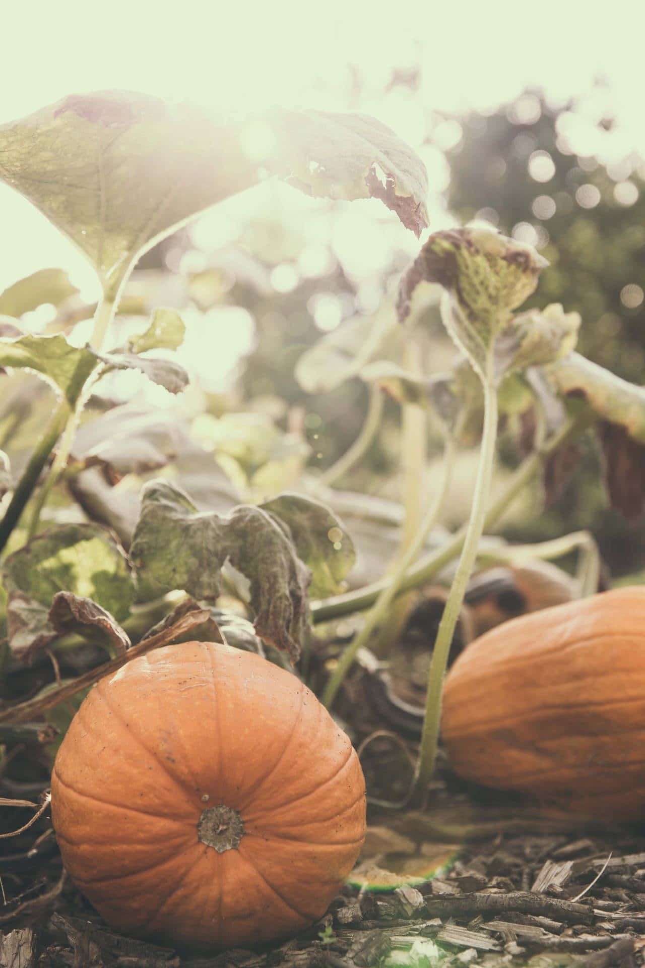 Autumn Pumpkins Sunlit Garden, ripe orange pumpkins, wilting green vines, Full HD Phone Wallpaper