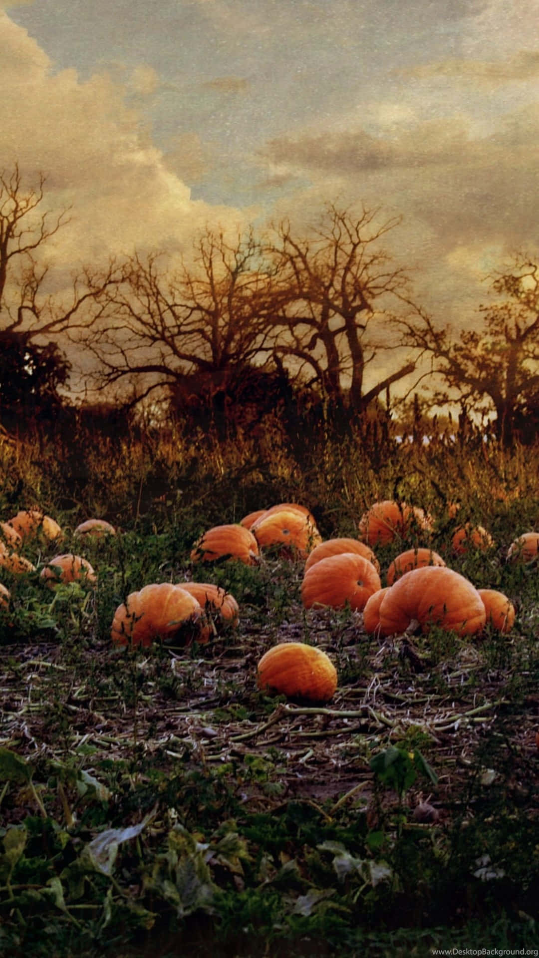 Autumn Pumpkin Fieldat Dusk, field of ripe pumpkins, dramatic cloudy sky, Full HD Phone Wallpaper
