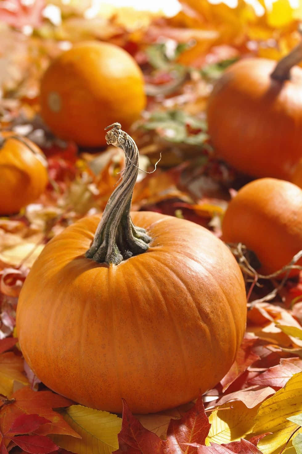 Autumn Pumpkin, fallen leaves, red, HD Phone Wallpaper