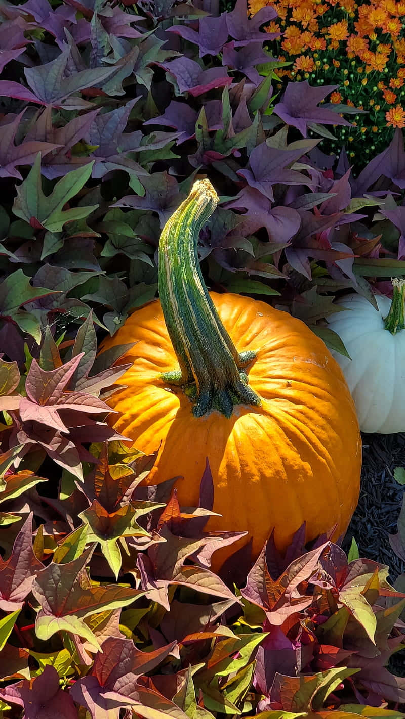 vibrant orange pumpkin, green stem, deep purple and green foliage, HD Phone Wallpaper