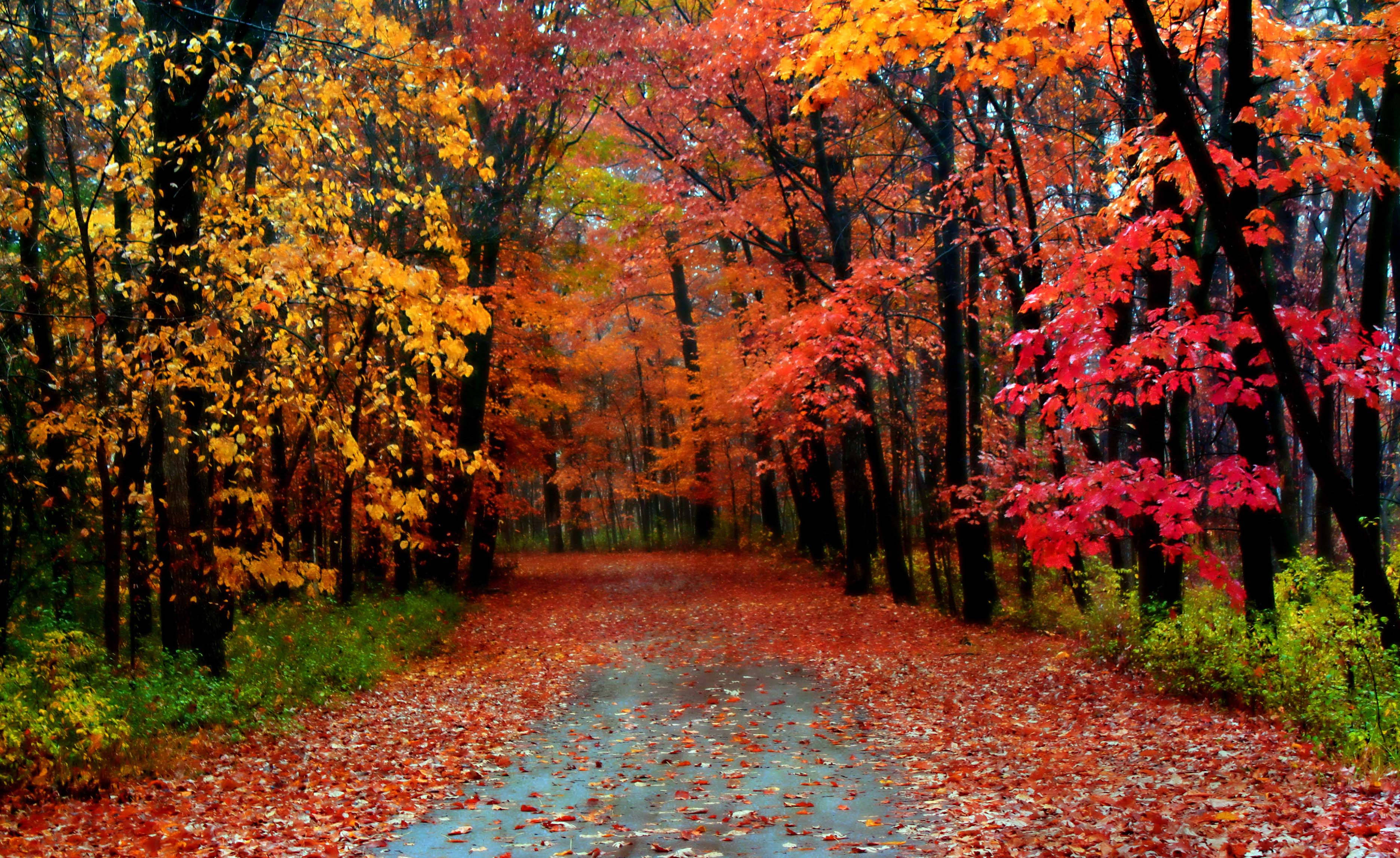 Autumn Season, thin trees, winding forest path, 2K Desktop Wallpaper
