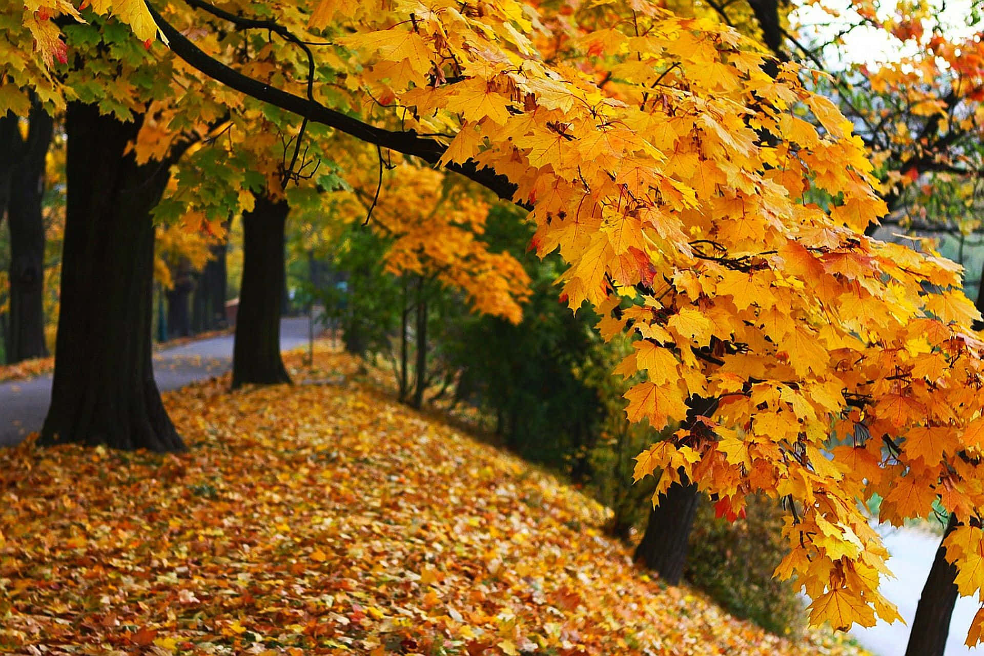 golden maple leaves, carpeted path, autumn park, Full HD Desktop Wallpaper