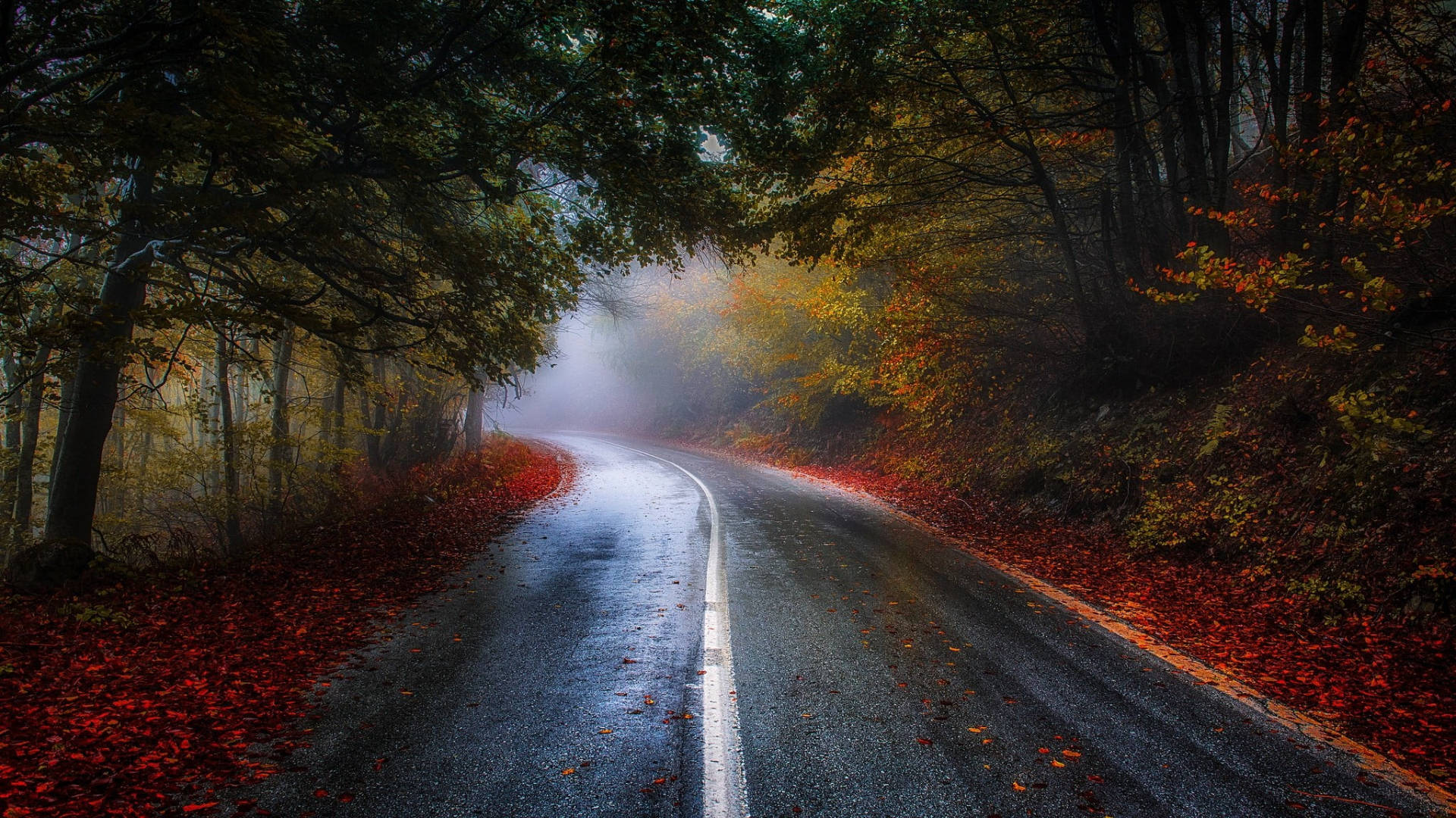 wet road, autumn, forest, Full HD Desktop Wallpaper