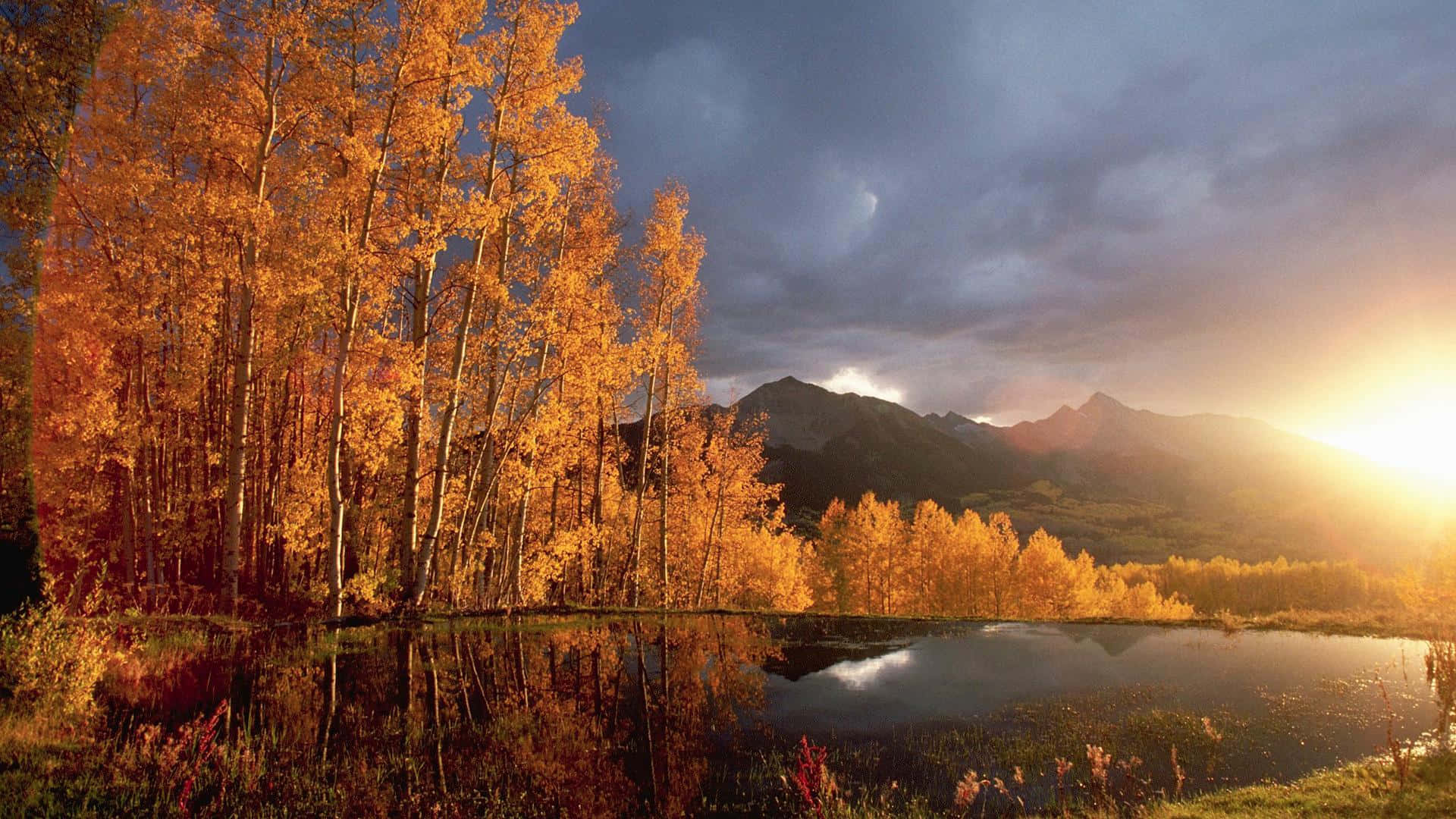 HD Autumn Lake, golden aspen trees, calm pond, Full HD Desktop Wallpaper