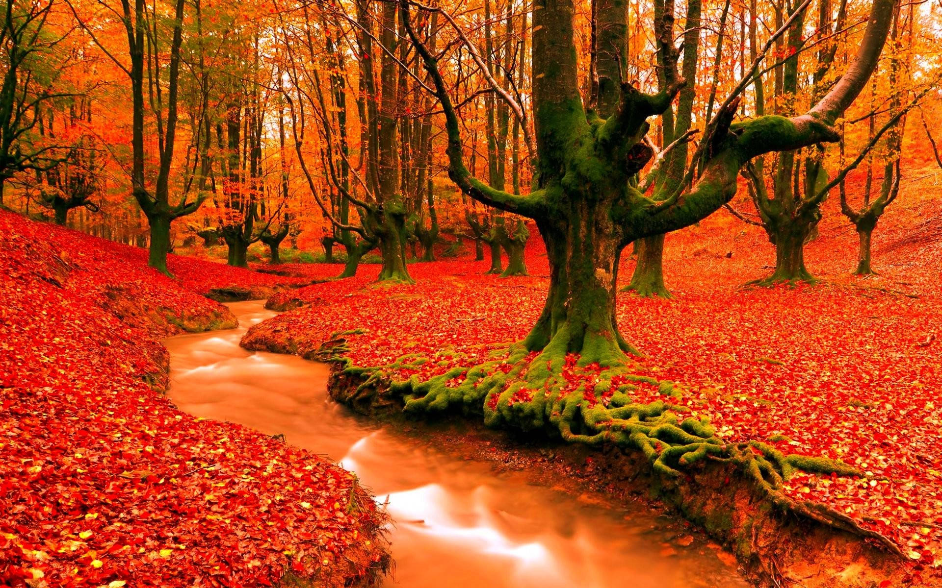 Autumn Season, orange forest, winding stream, Full HD Desktop Wallpaper