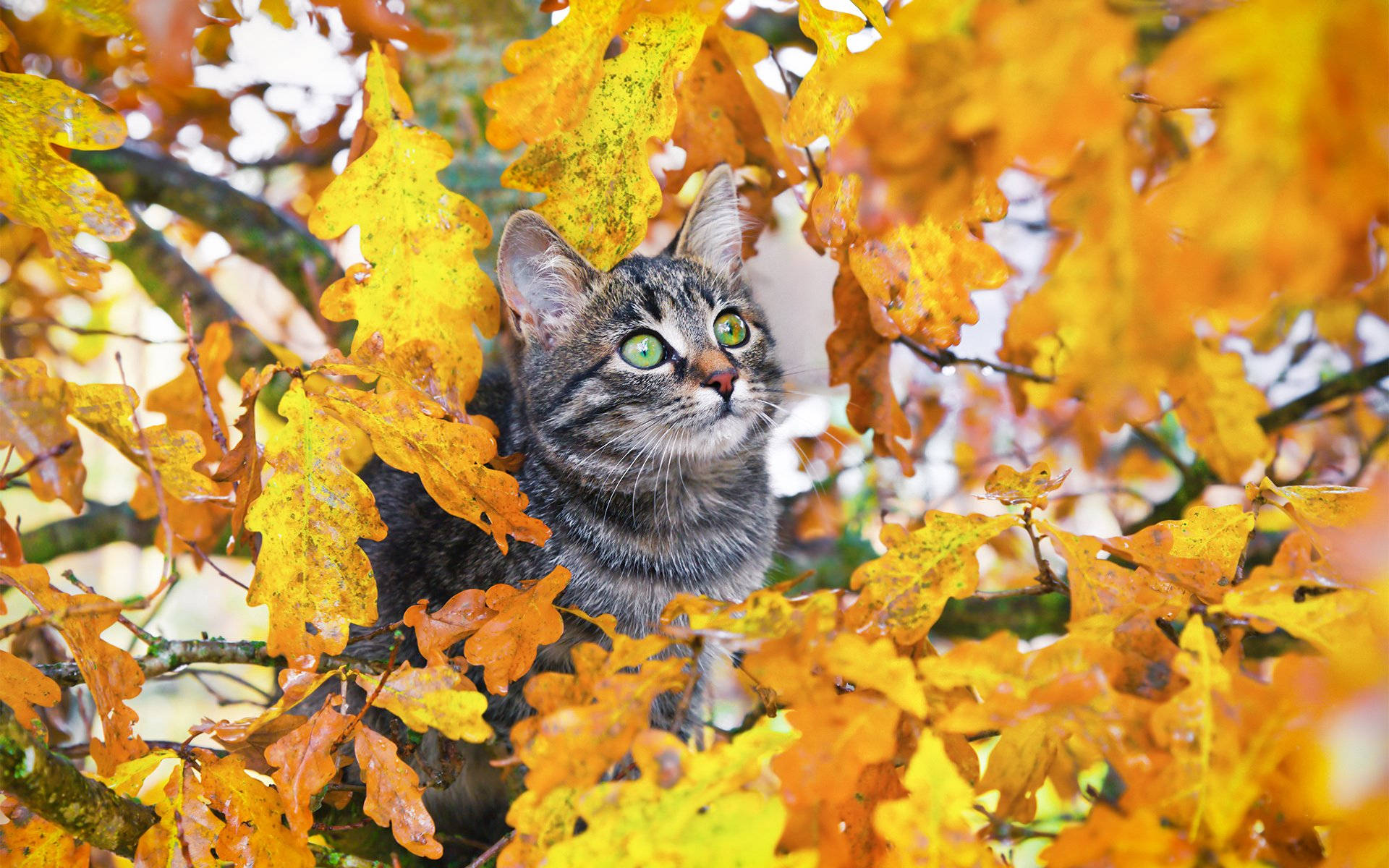 Autumn Season, grey cat, tabby cat, Full HD Desktop Wallpaper