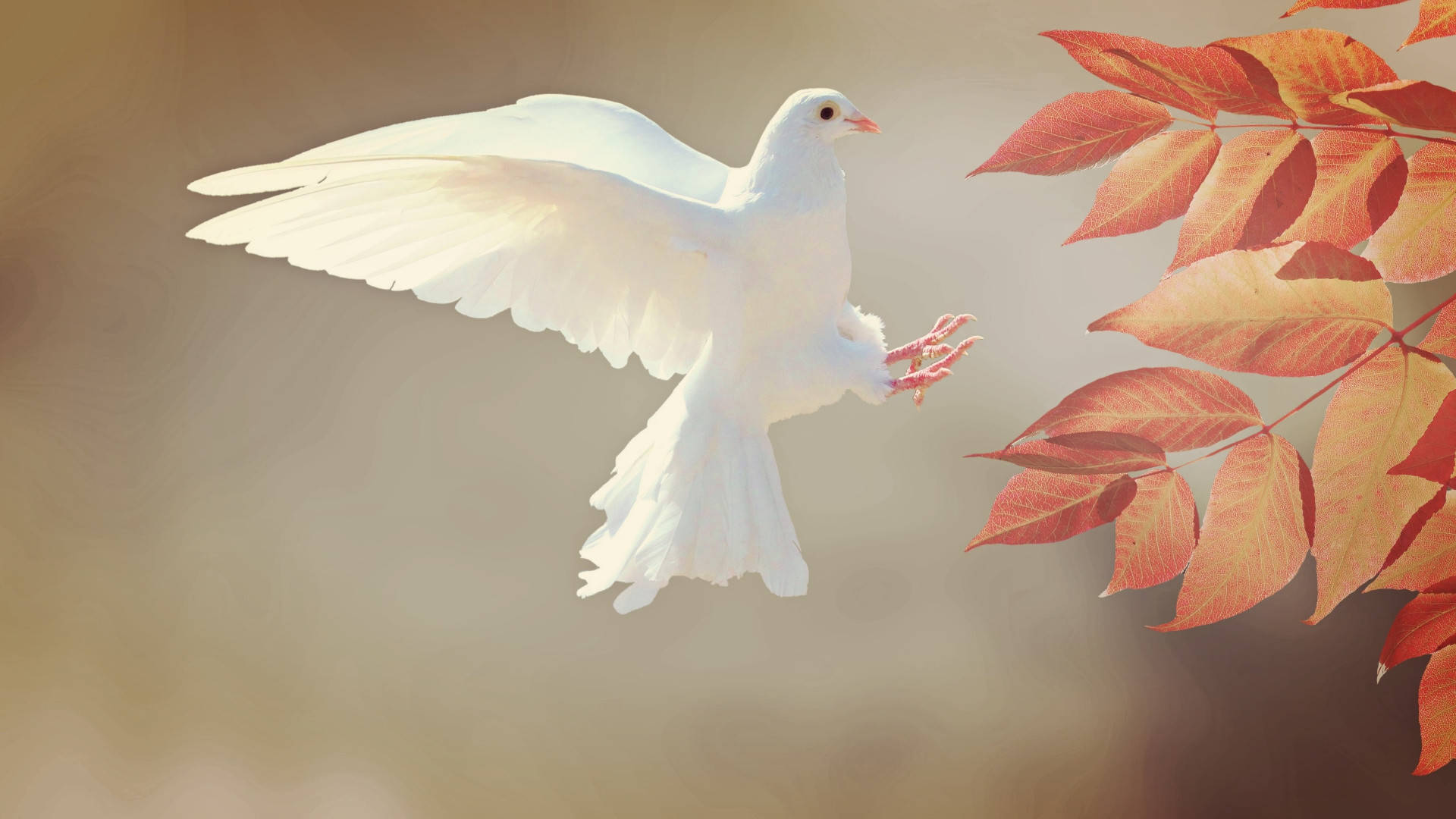 white dove, autumn leaves, red autumn leaves, Full HD Desktop Wallpaper
