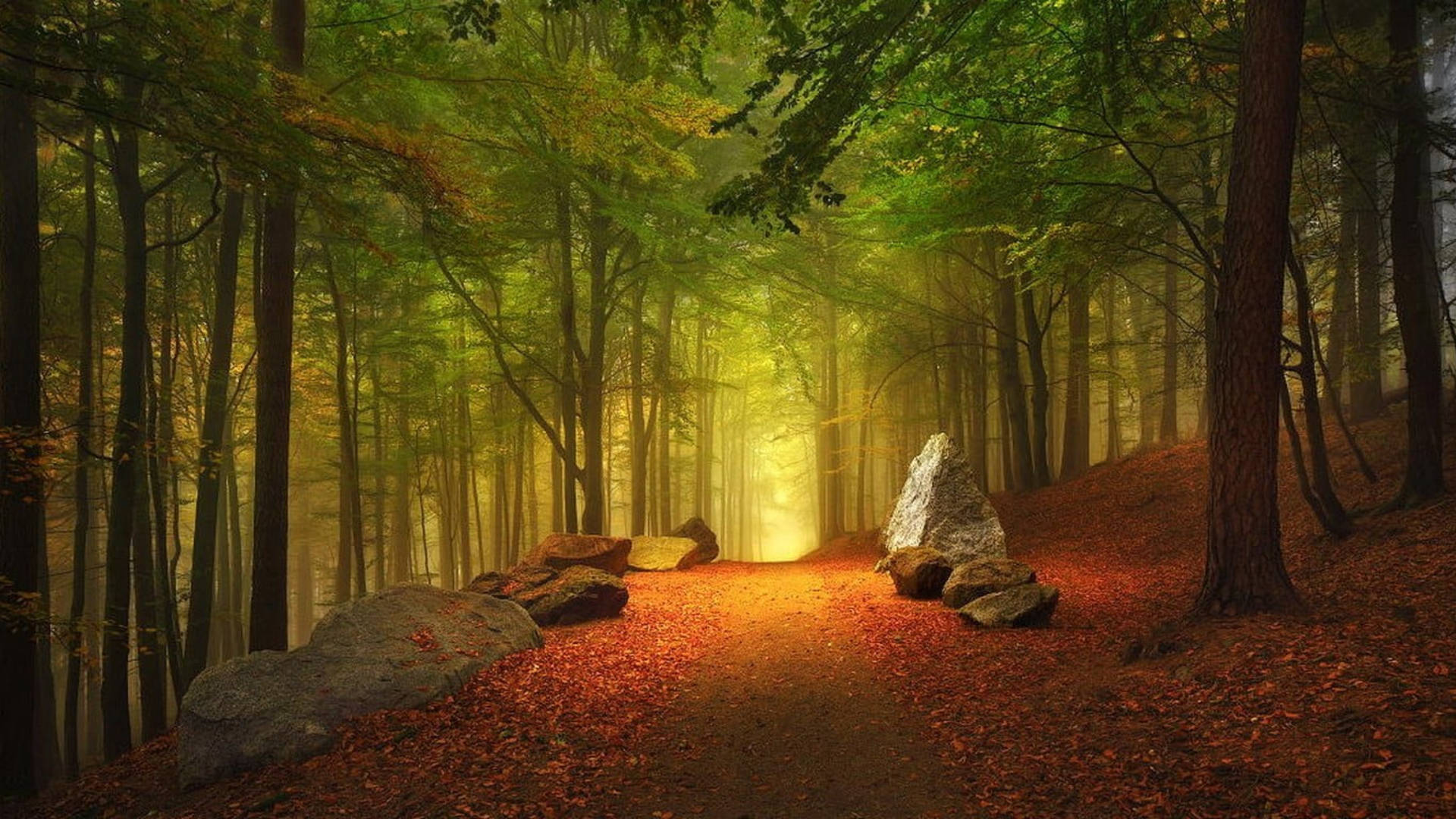 Pathway During Autumn, MacBook, misty forest path, Full HD Desktop Wallpaper