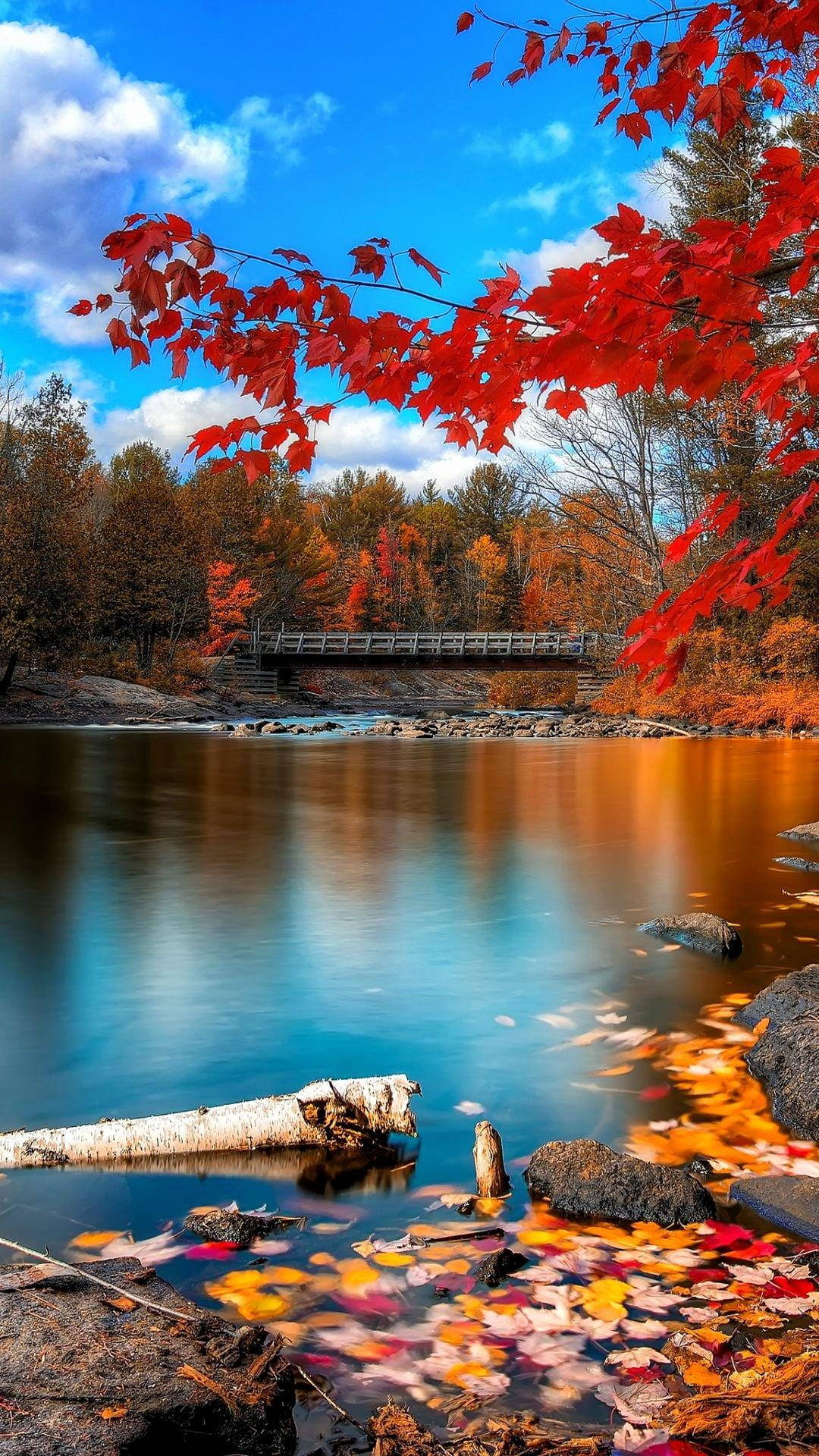 red maple leaves, autumn river, wooden bridge, Full HD Phone Wallpaper