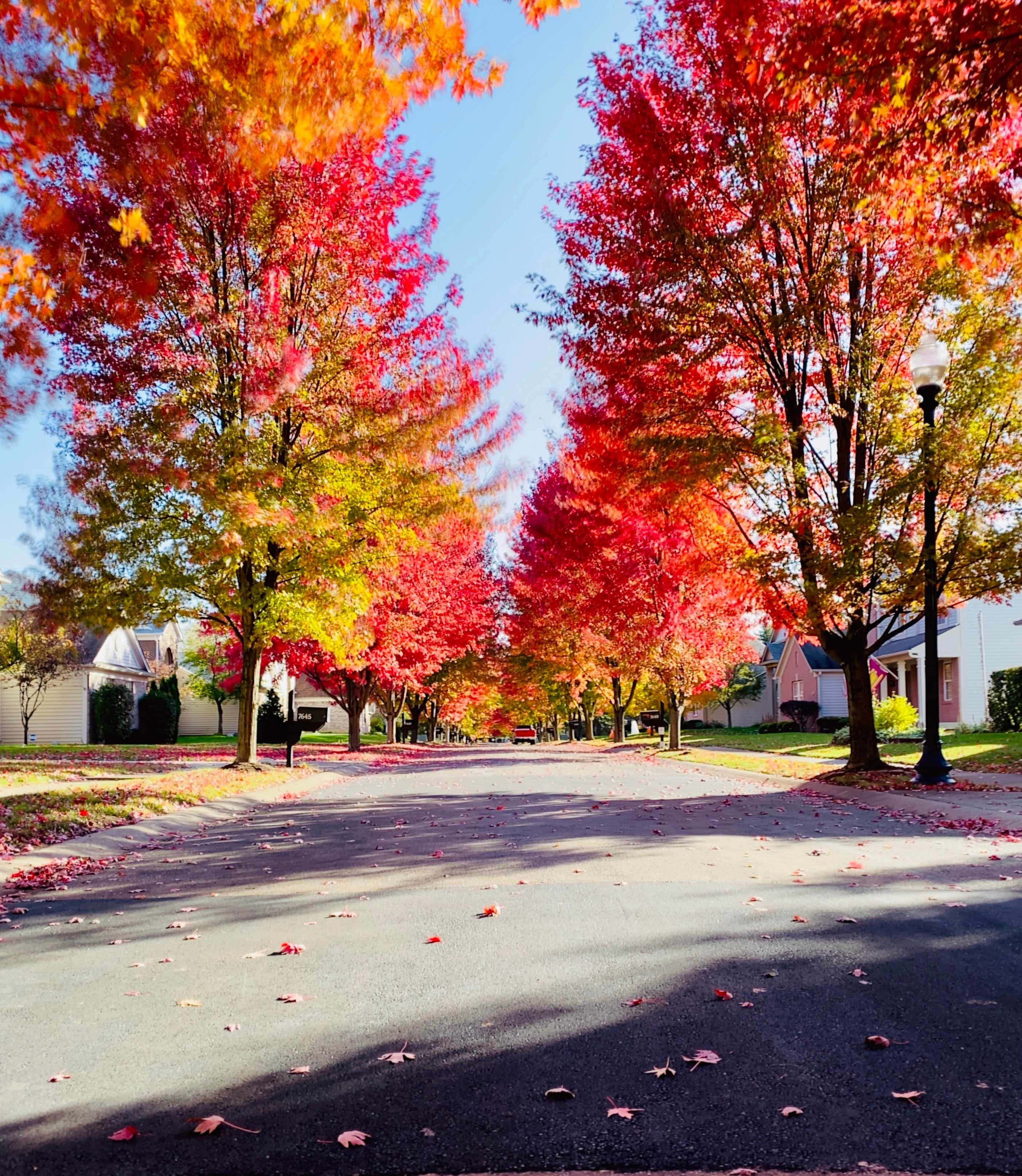 autumn street, fiery red maple trees, orange maple trees, 2K Phone Wallpaper