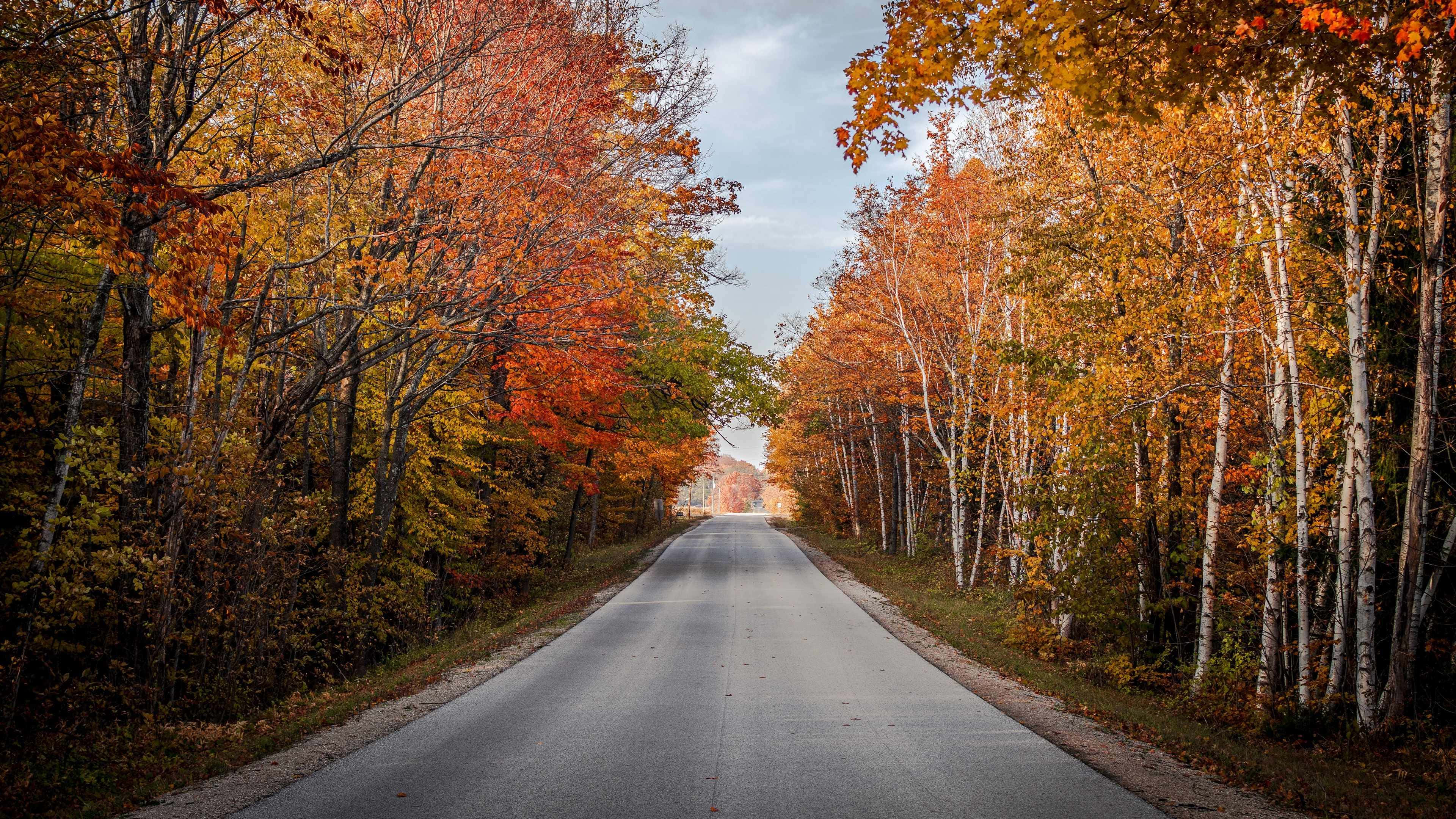 Autumn Road Canopy, fall colors, winding road, 4K Desktop Wallpaper