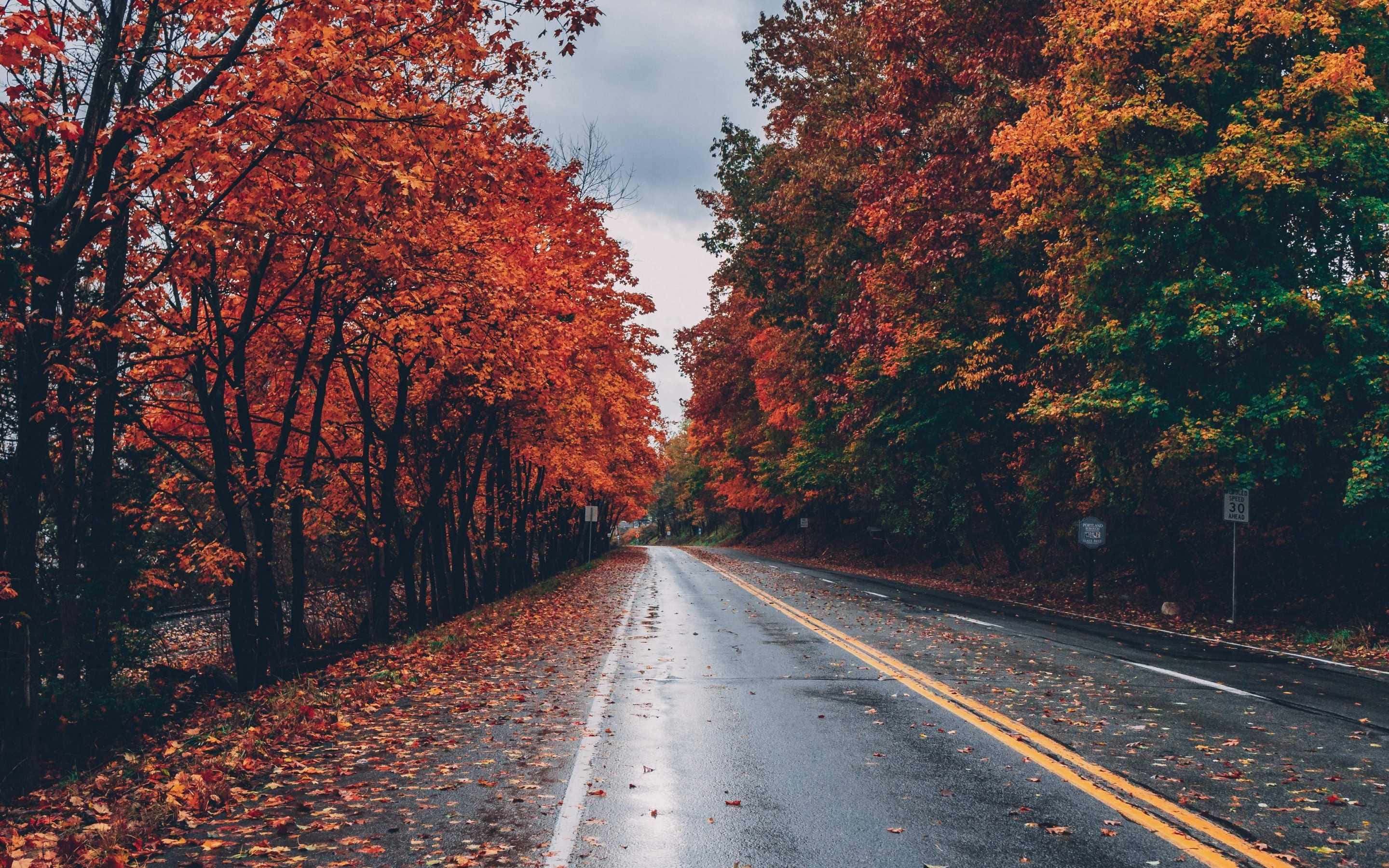 autumn road, fiery orange and green autumn trees, wet asphalt road, 2K Desktop Wallpaper