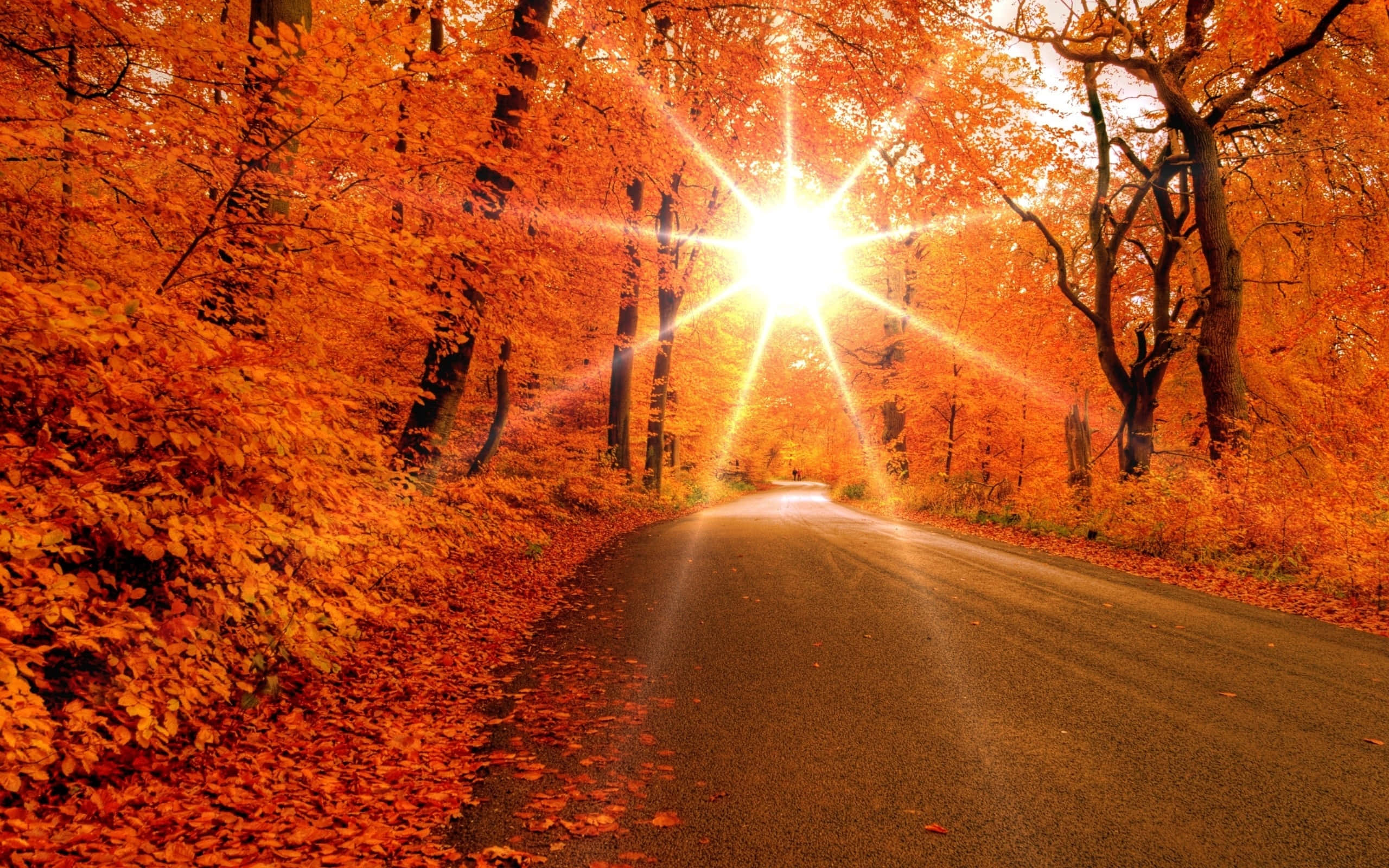 sunburst, vibrant orange autumn trees, winding forest road, 2K Desktop Wallpaper