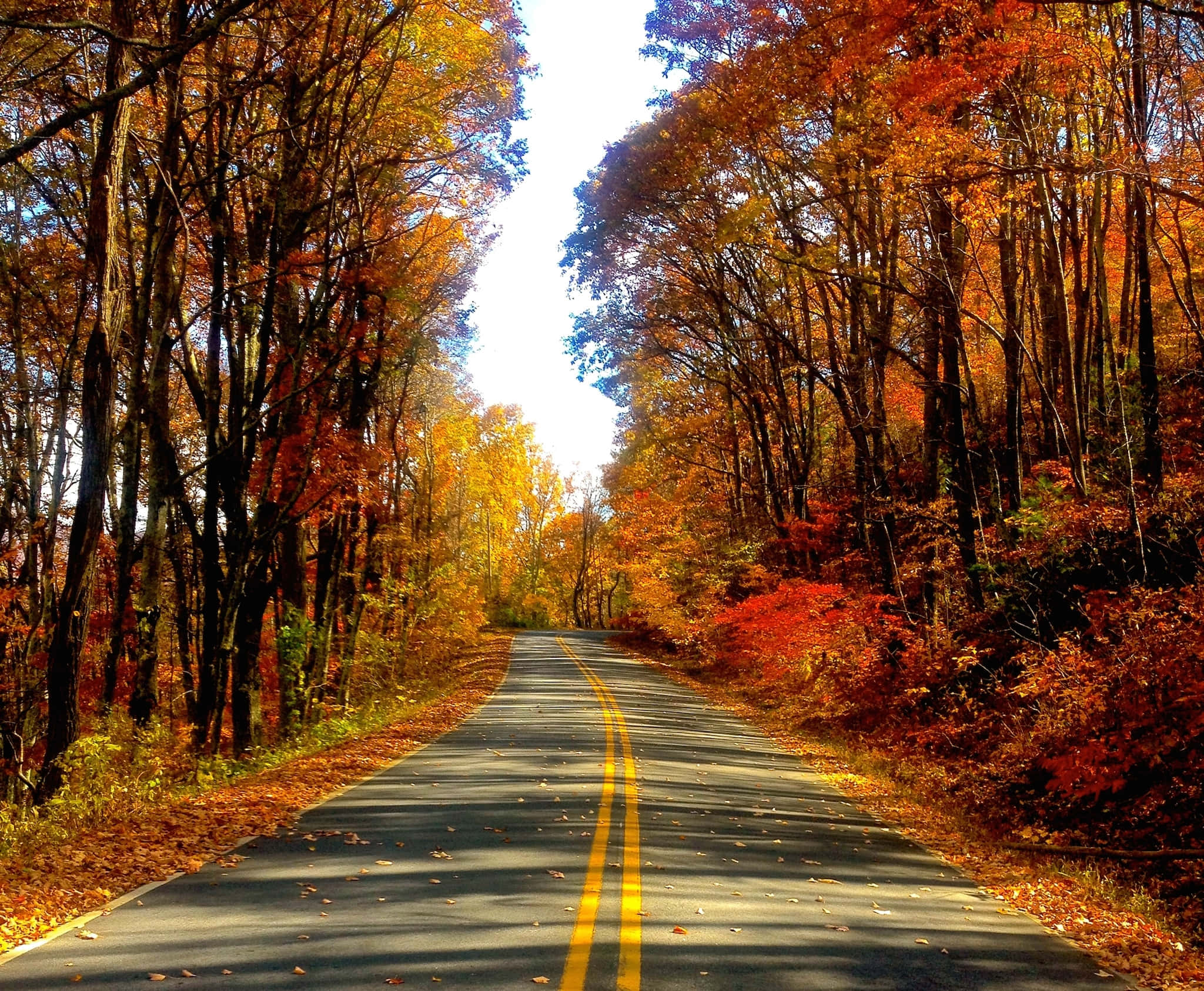 vibrant autumn forest, winding road, orange red trees, Full HD Desktop Wallpaper