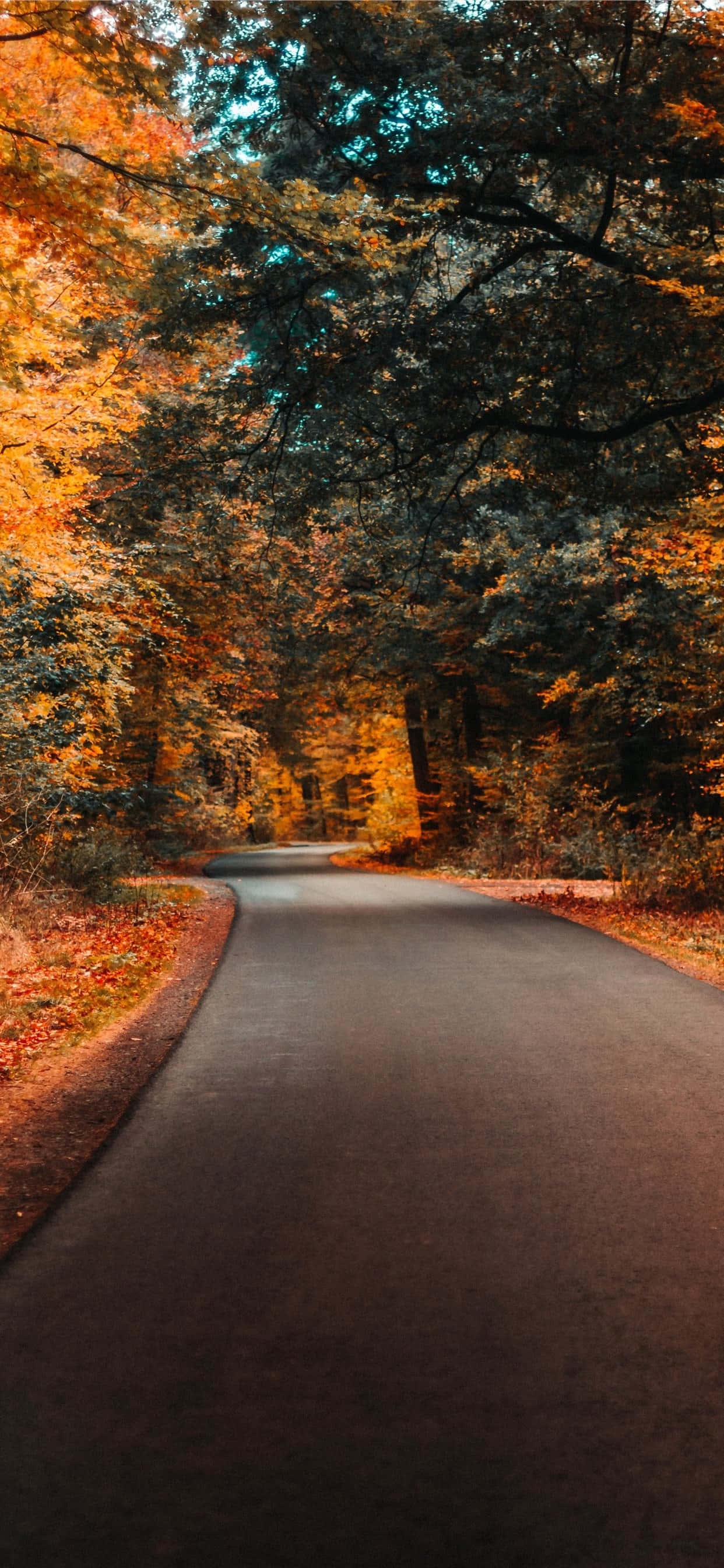 Autumnal Road Serenity, asphalt road, dense forest, 2K Phone Wallpaper