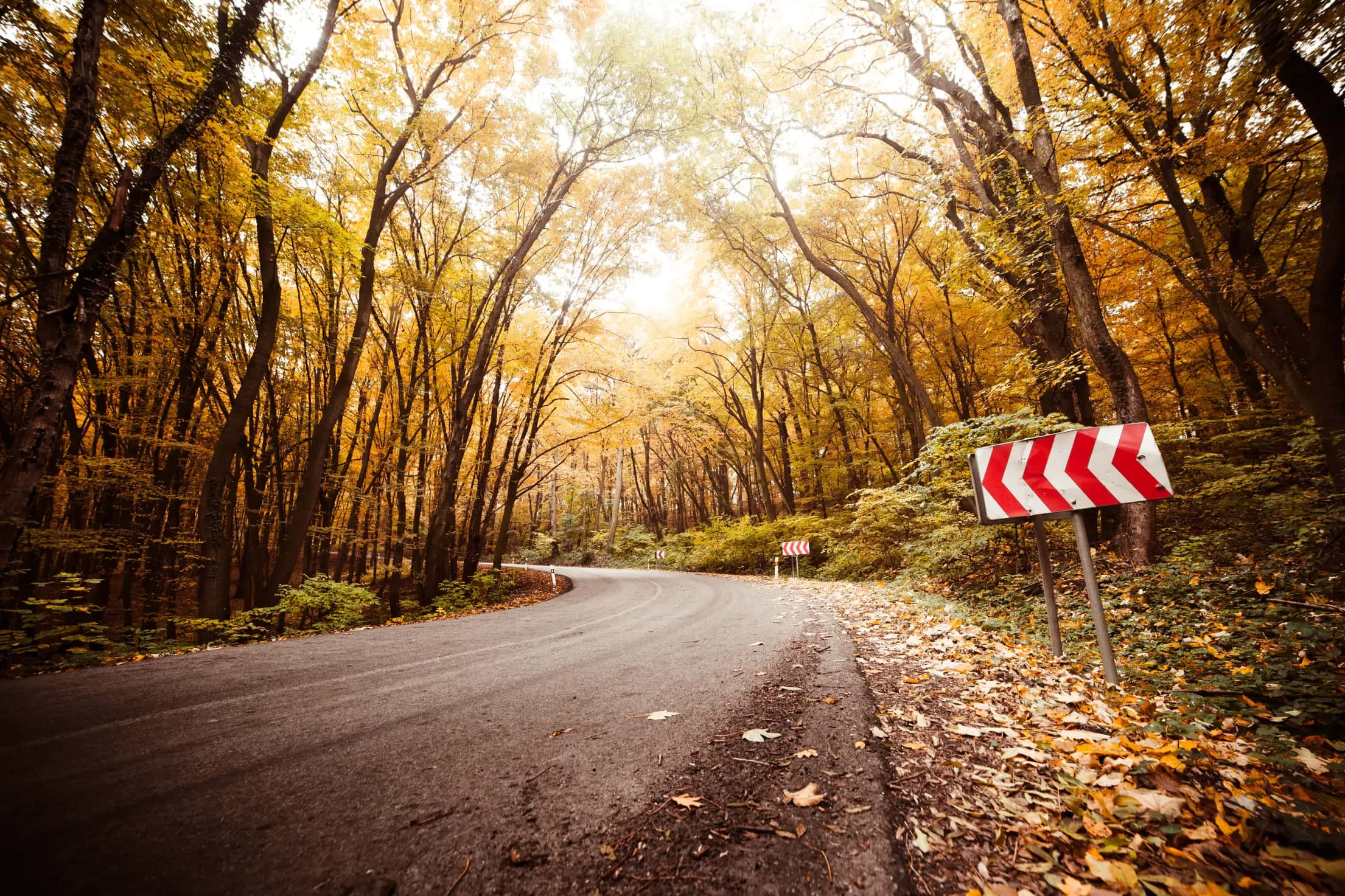 Autumn Road Curve Warning Sign, winding road, dense forest, Full HD Desktop Wallpaper