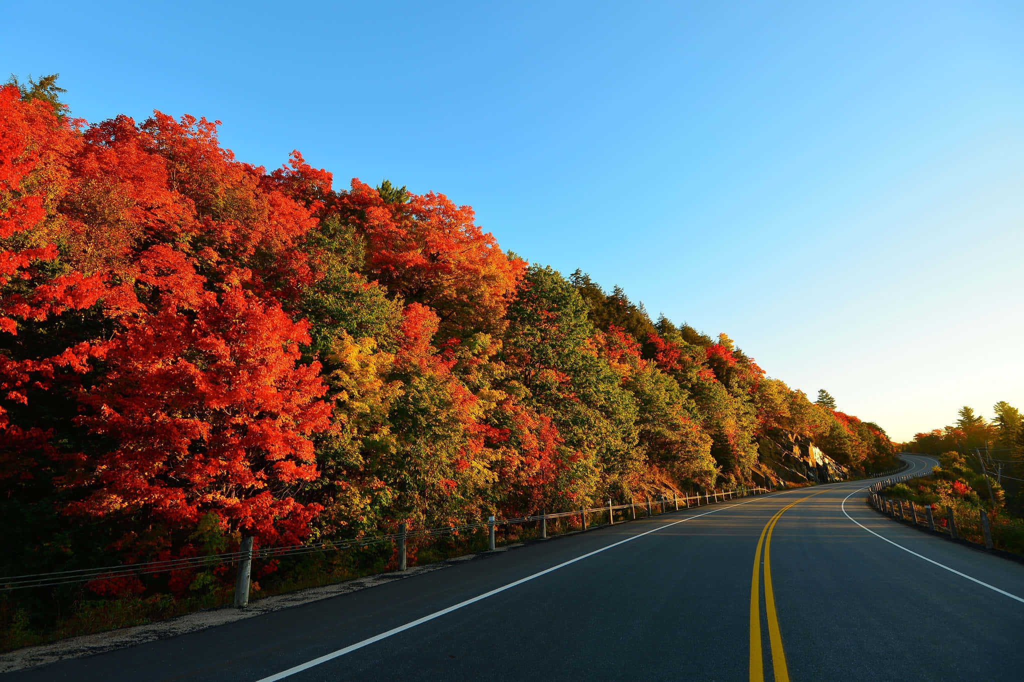 autumn forest, winding road, fiery red leaves, Full HD Desktop Wallpaper
