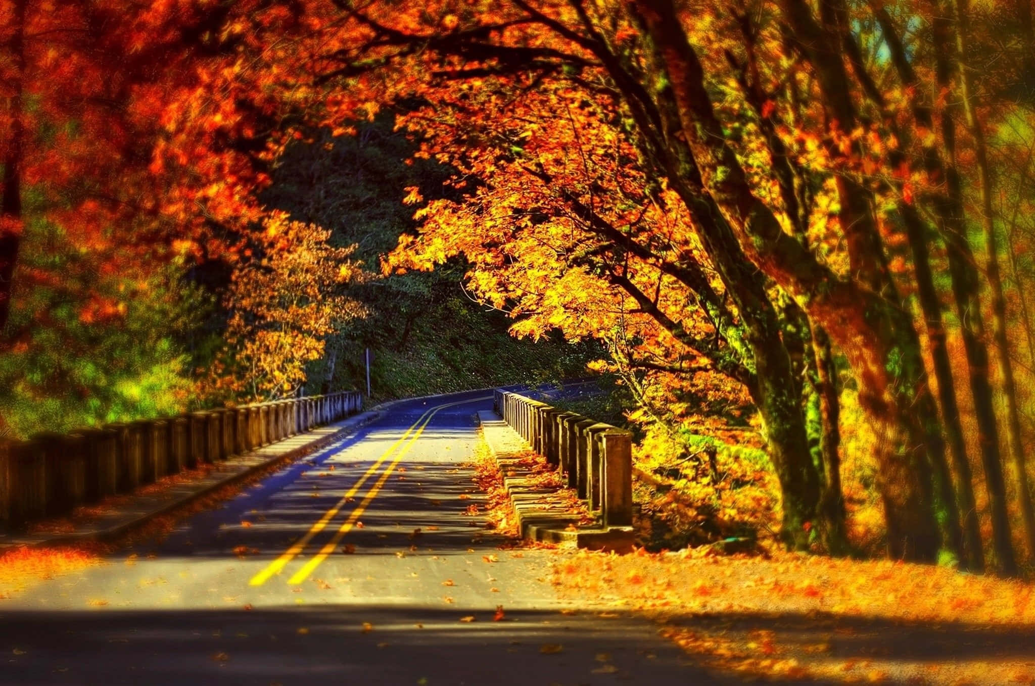 Autumnal Road Glow, winding road, fallen leaves, Full HD Desktop Wallpaper