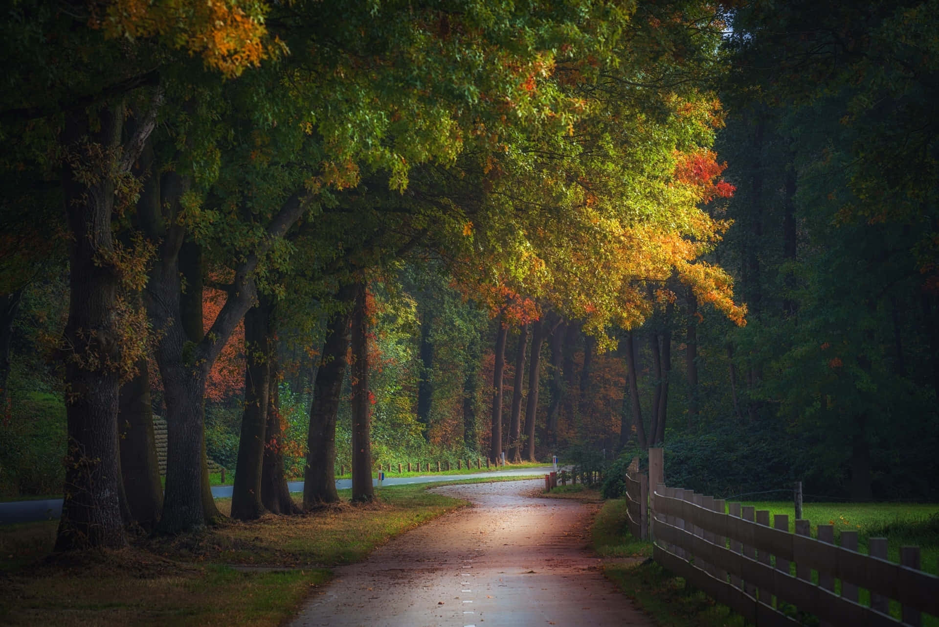 Autumnal Road Serenity, winding path, forest, Full HD Desktop Wallpaper