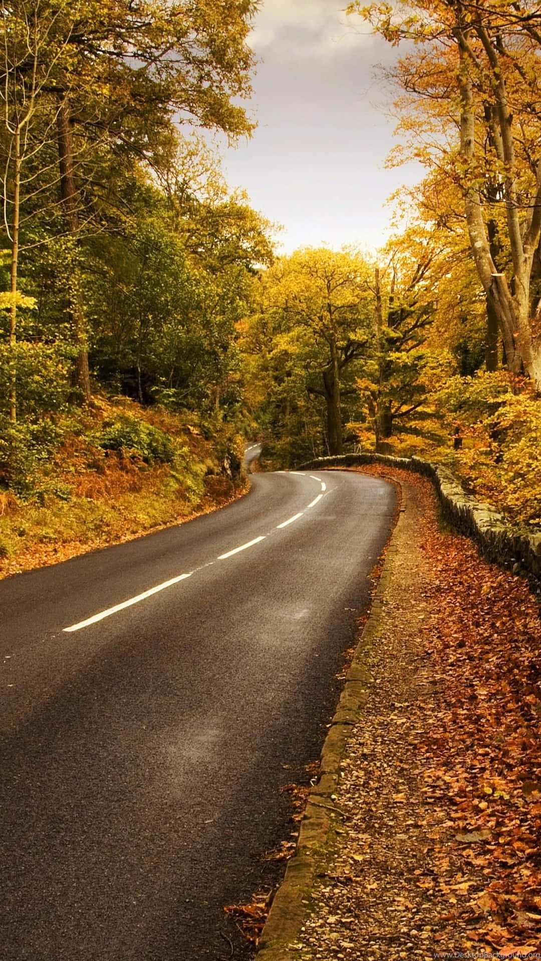 autumn road, winding asphalt road, dense forest, Full HD Phone Wallpaper