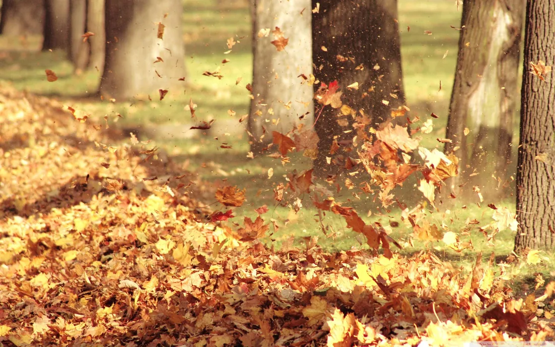 Autumn Trails