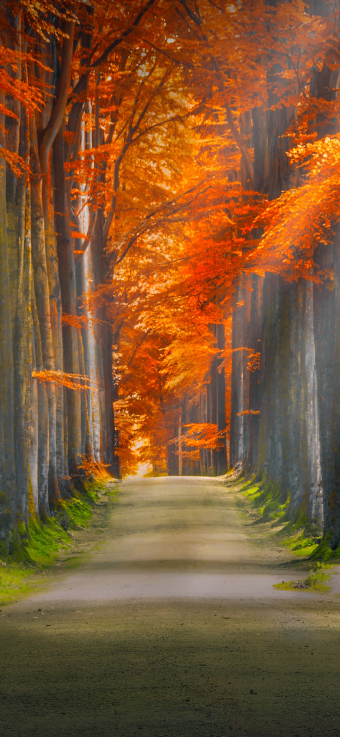 Autumn Pathway Glowing Trees, sunlit path, forest of tall trees, Full HD Phone Wallpaper