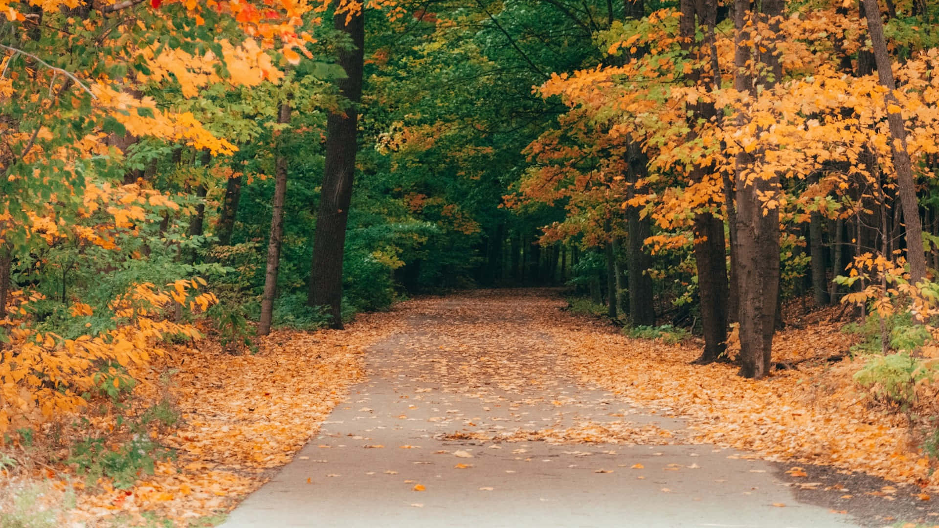 Autumn Pathway, golden autumn leaves, canopy of orange and green trees, Full HD Desktop Wallpaper