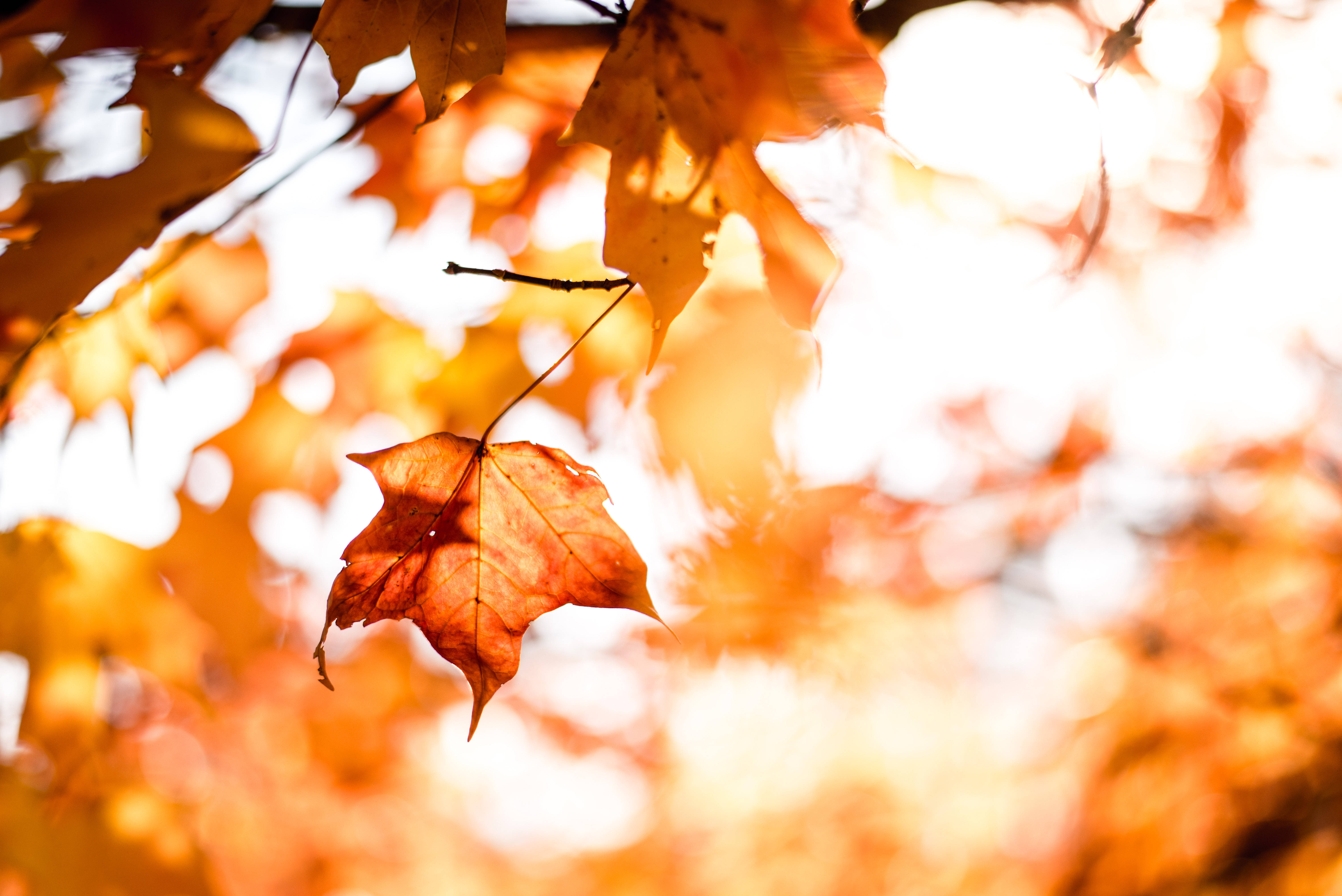 amber maple leaf, glowing golden autumn backdrop, soft focus, 5K Desktop Wallpaper
