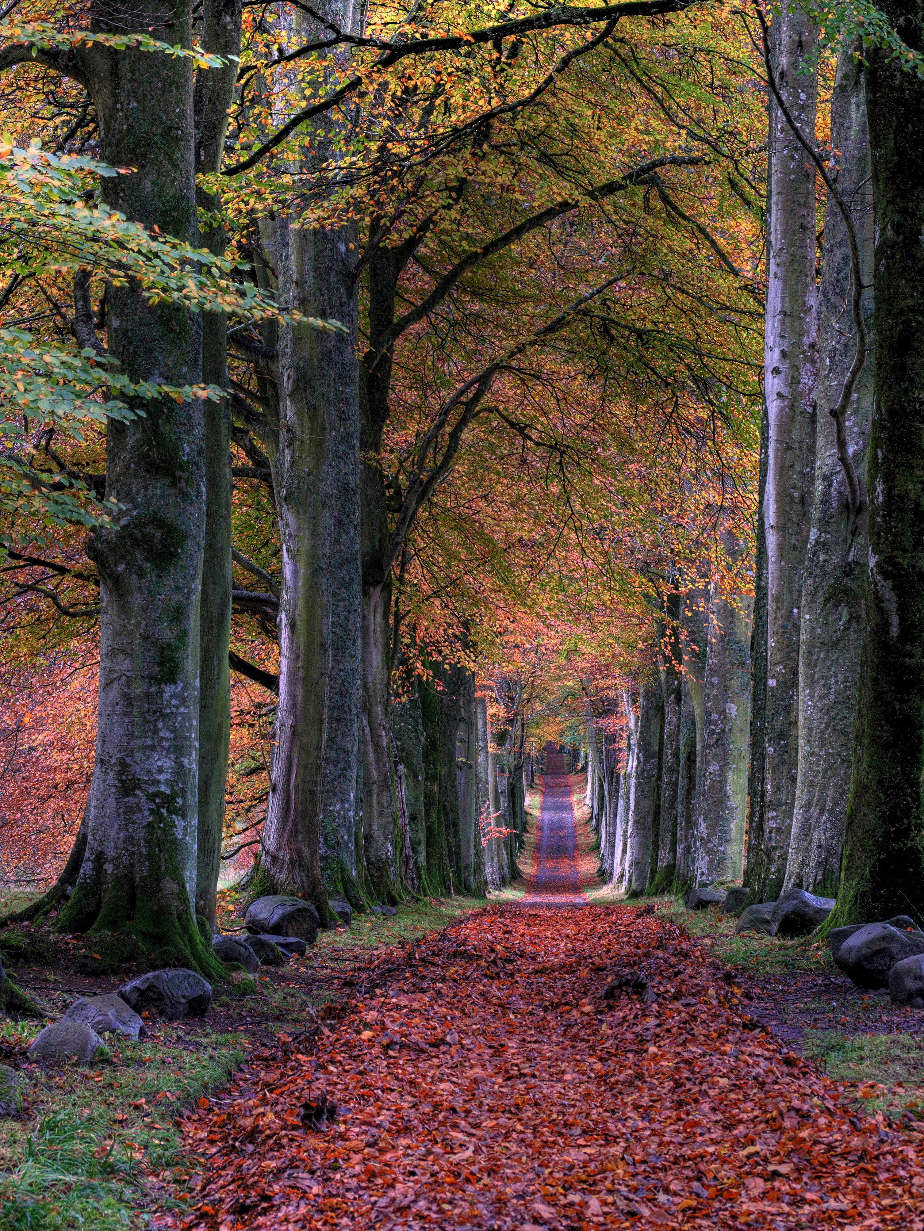 autumn leaves, vibrant red and orange, winding forest path, 4K Phone Wallpaper