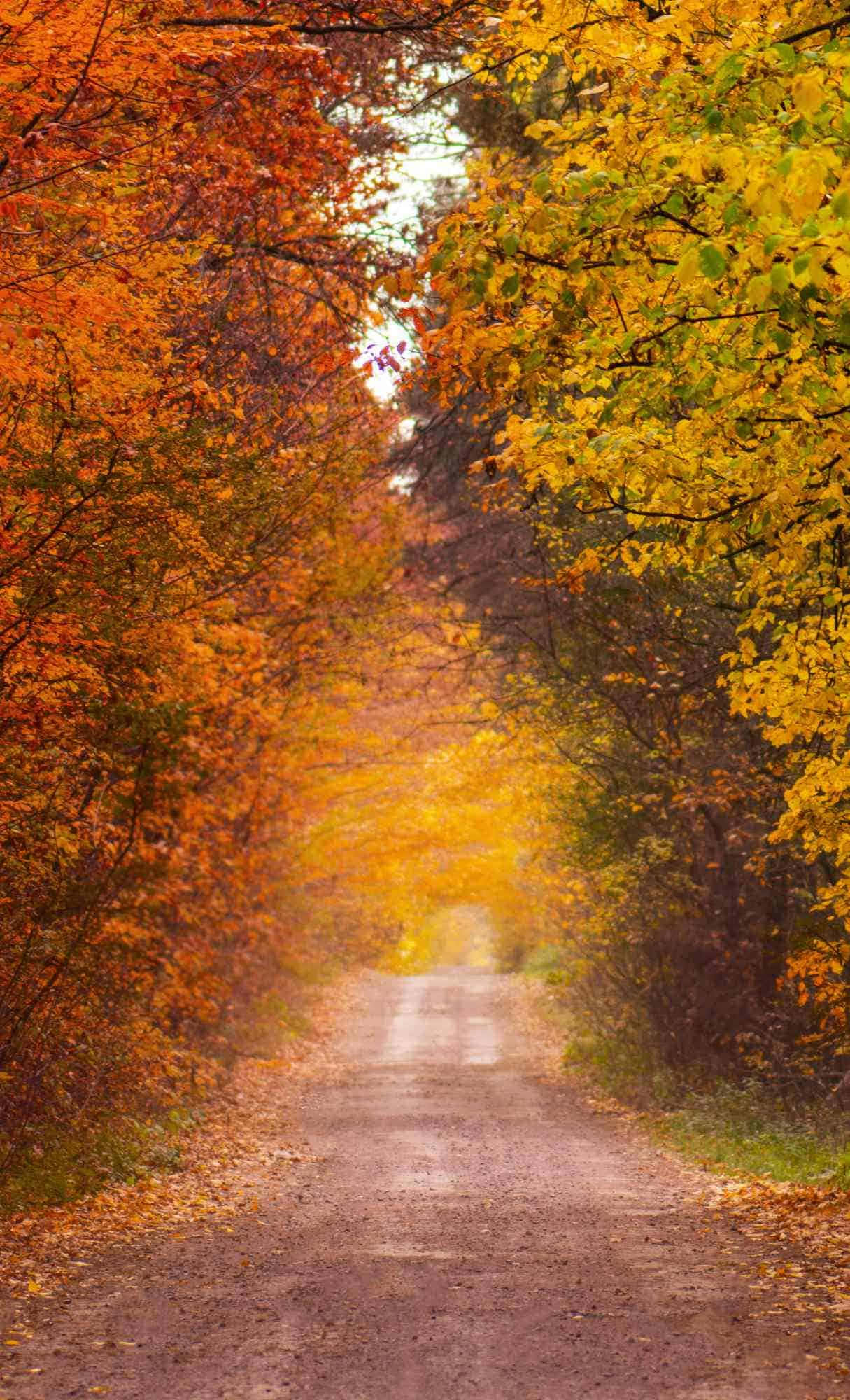 Autumn Pathway Sunlight, winding dirt path, vibrant autumn forest, Full HD Phone Wallpaper