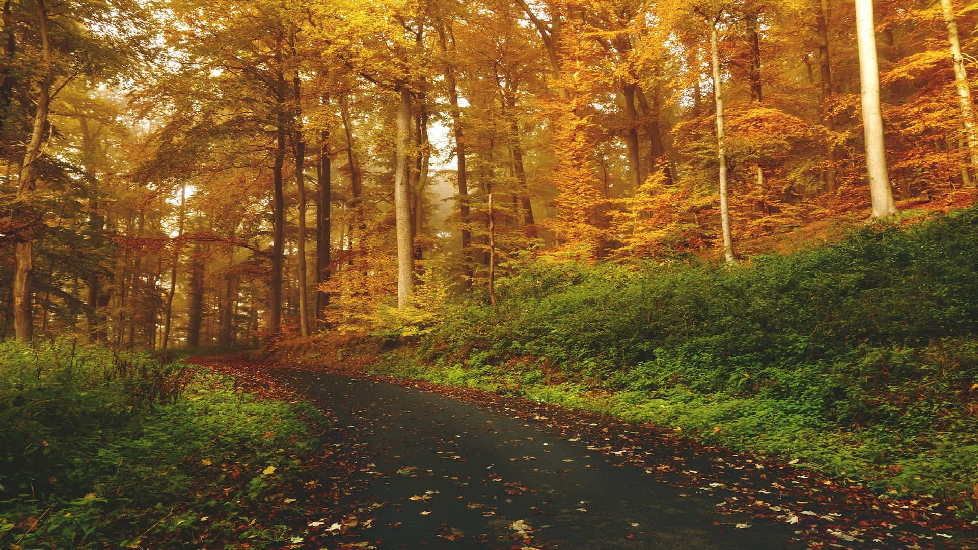 Autumn Forest Path, golden autumn sunlight, winding forest path, Full HD Desktop Wallpaper
