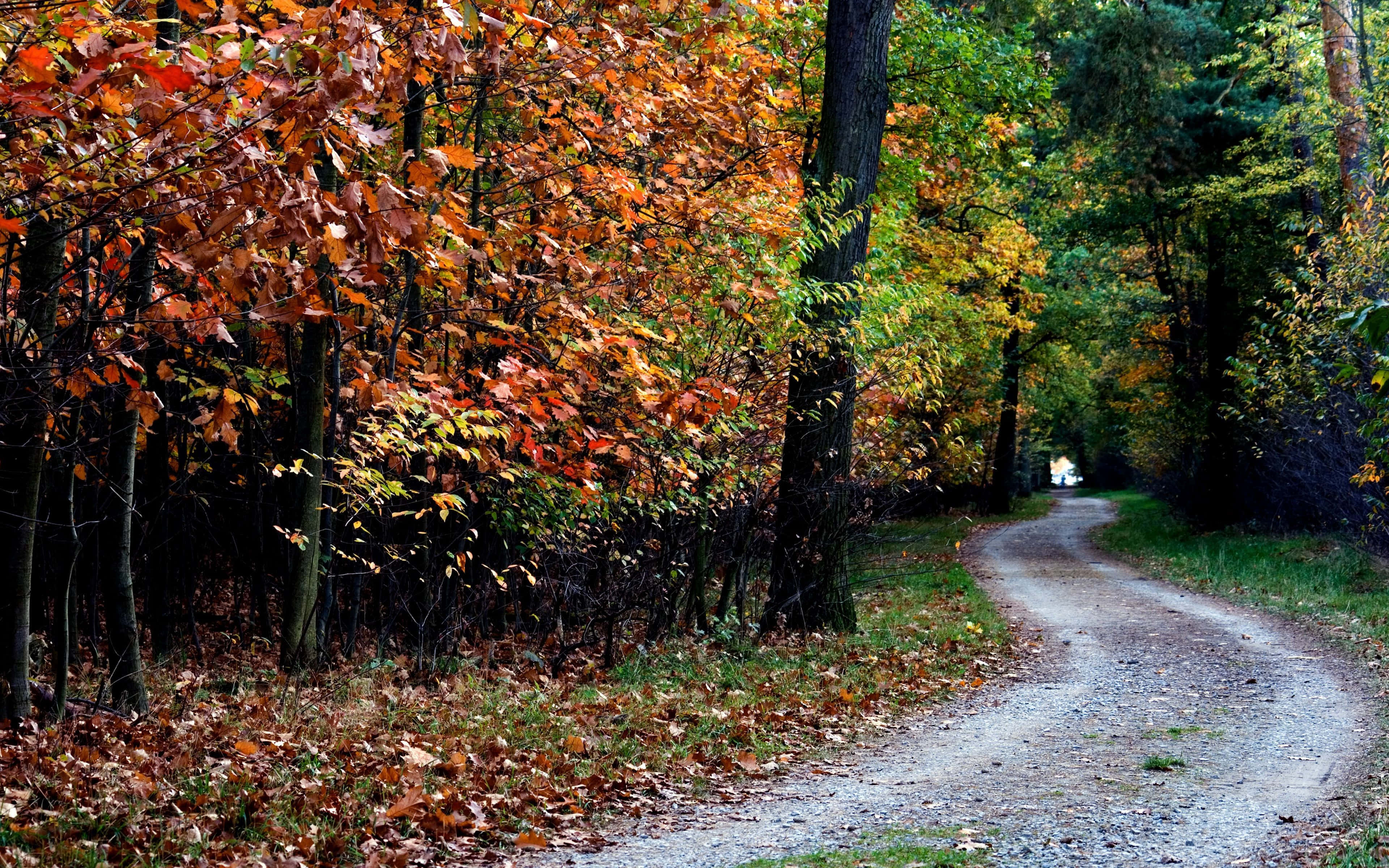 Autumn Trails, dirt path, forest, 4K Desktop Wallpaper