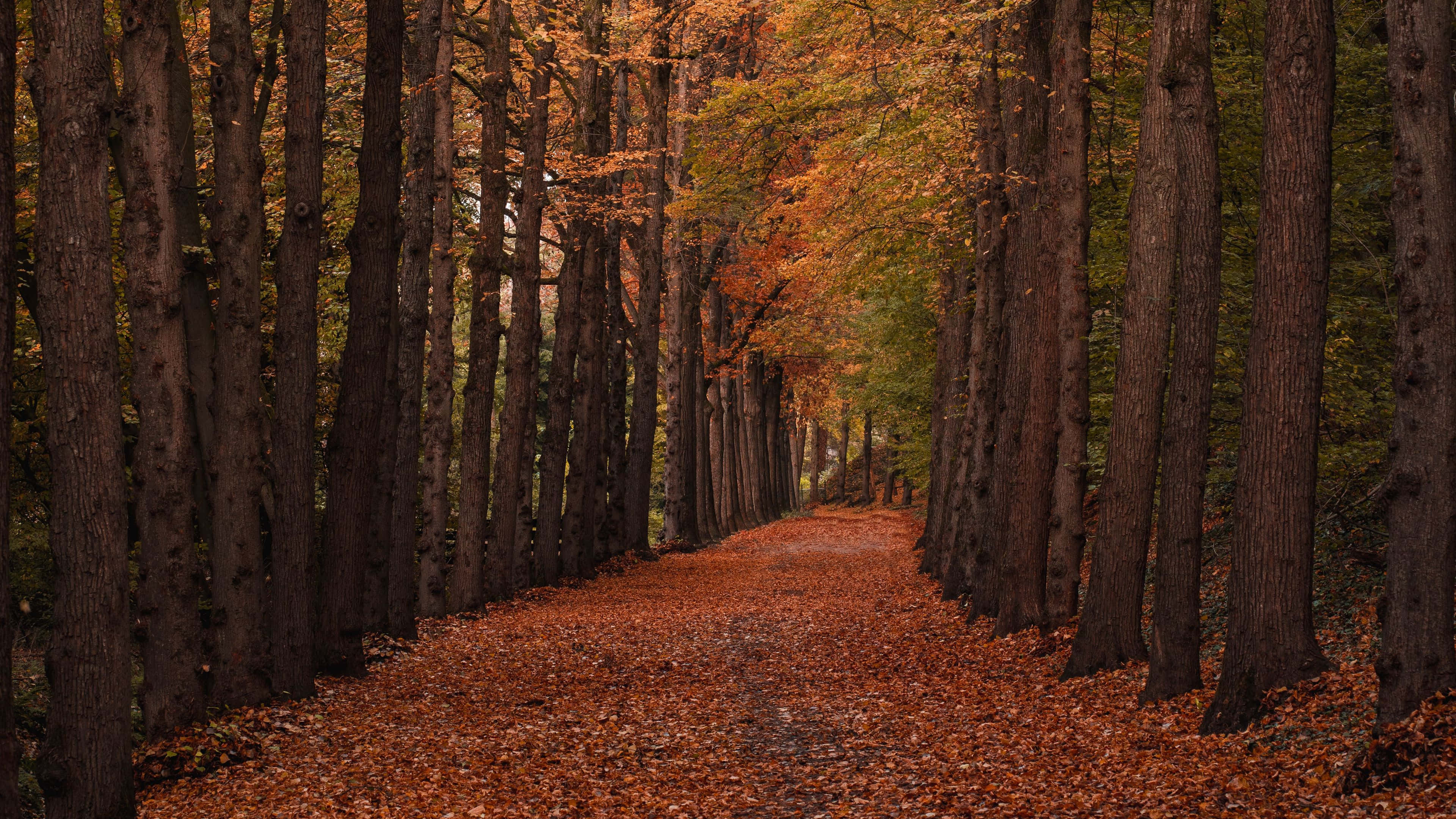 Autumn Trails, golden autumn leaves, winding forest path, 4K Desktop Wallpaper
