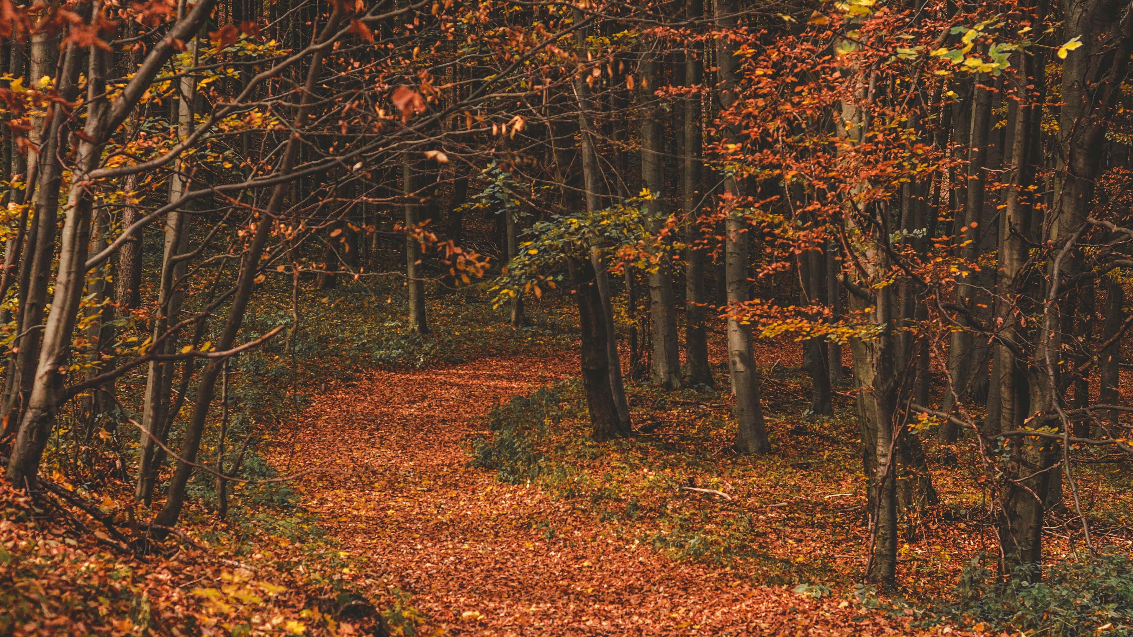 Autumn Trails, forest path, vibrant orange and yellow autumn leaves, 4K Desktop Wallpaper