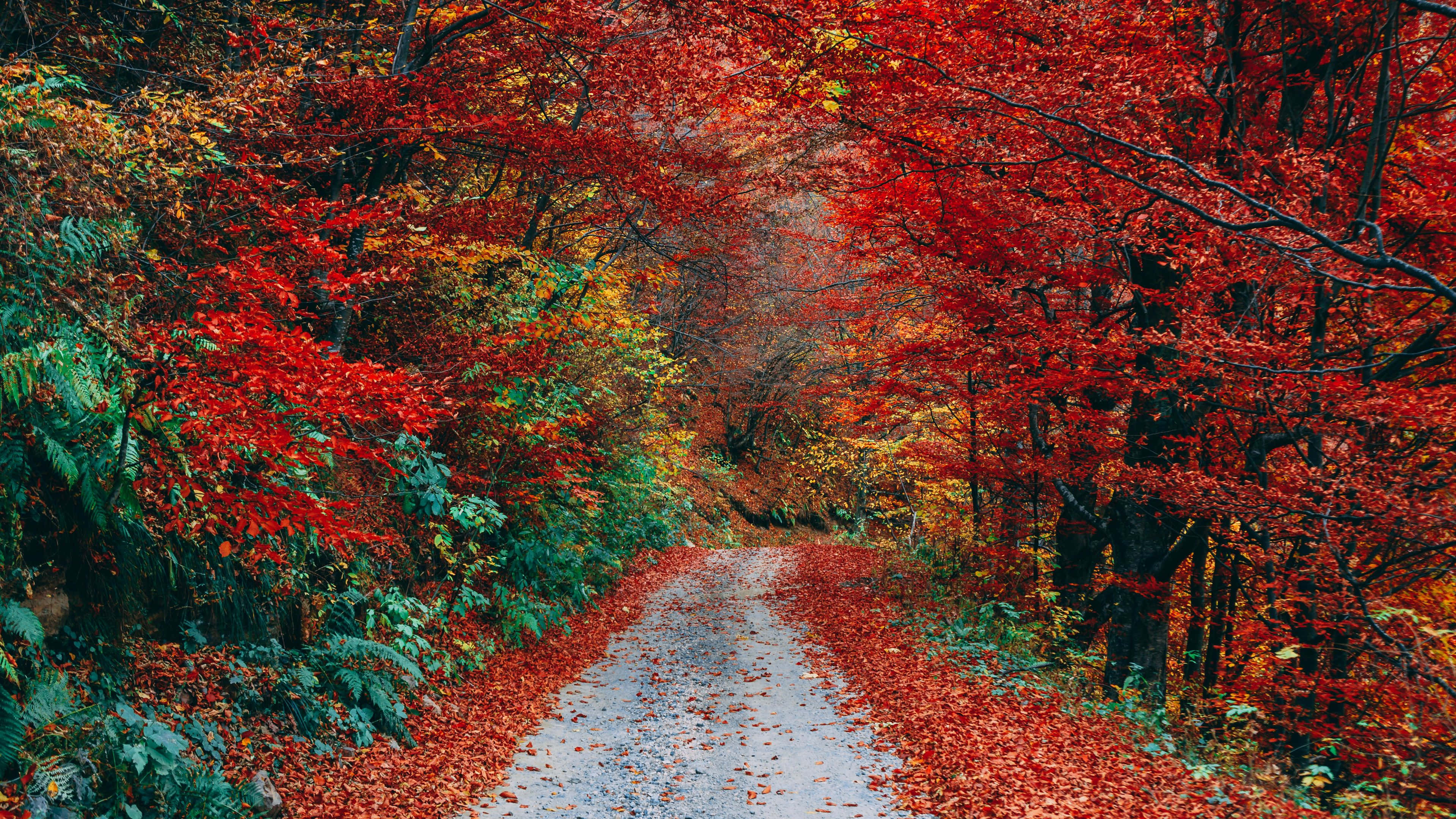 Autumn Trails, golden autumn trail, gravel path, 4K Desktop Wallpaper