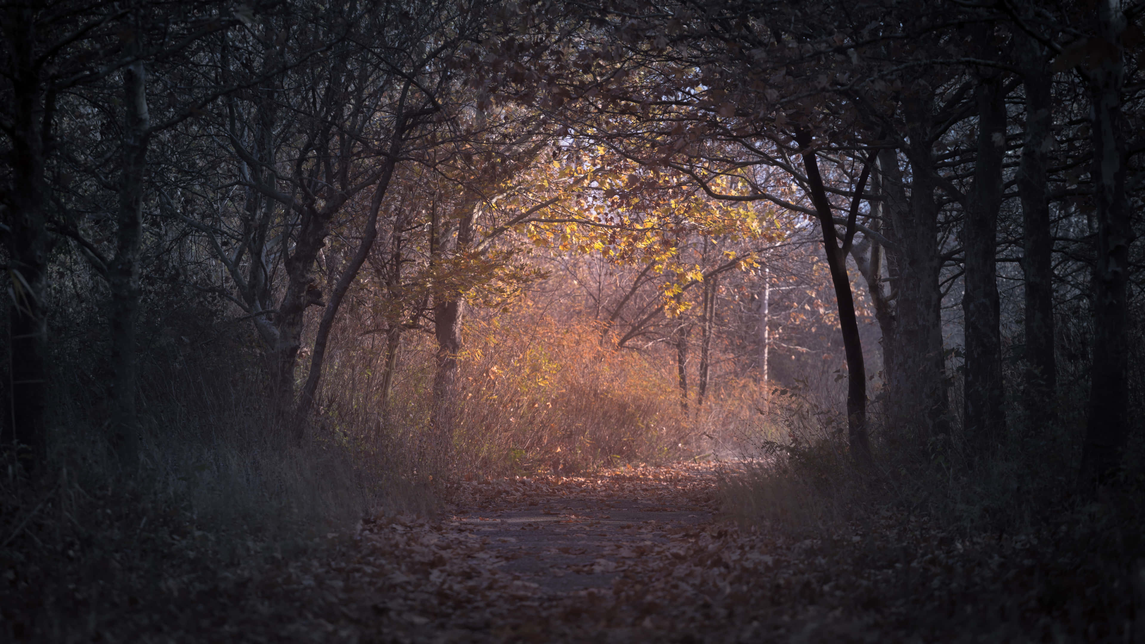 Autumn Trails, forest path, bare trees, 4K Desktop Wallpaper