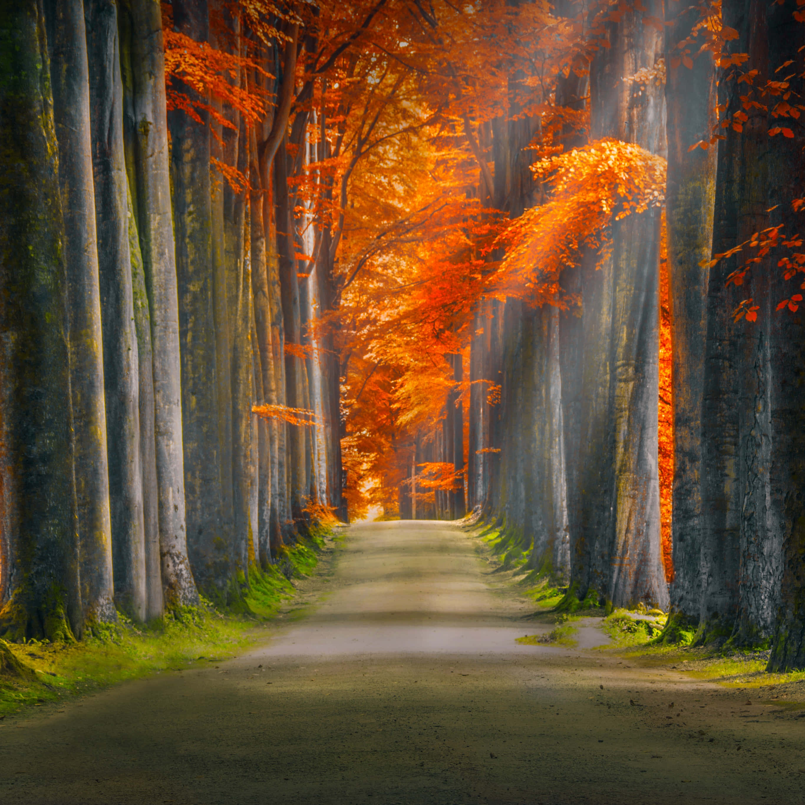 Autumn Trails, sunlit path, forest of tall trees, 2K Desktop Wallpaper