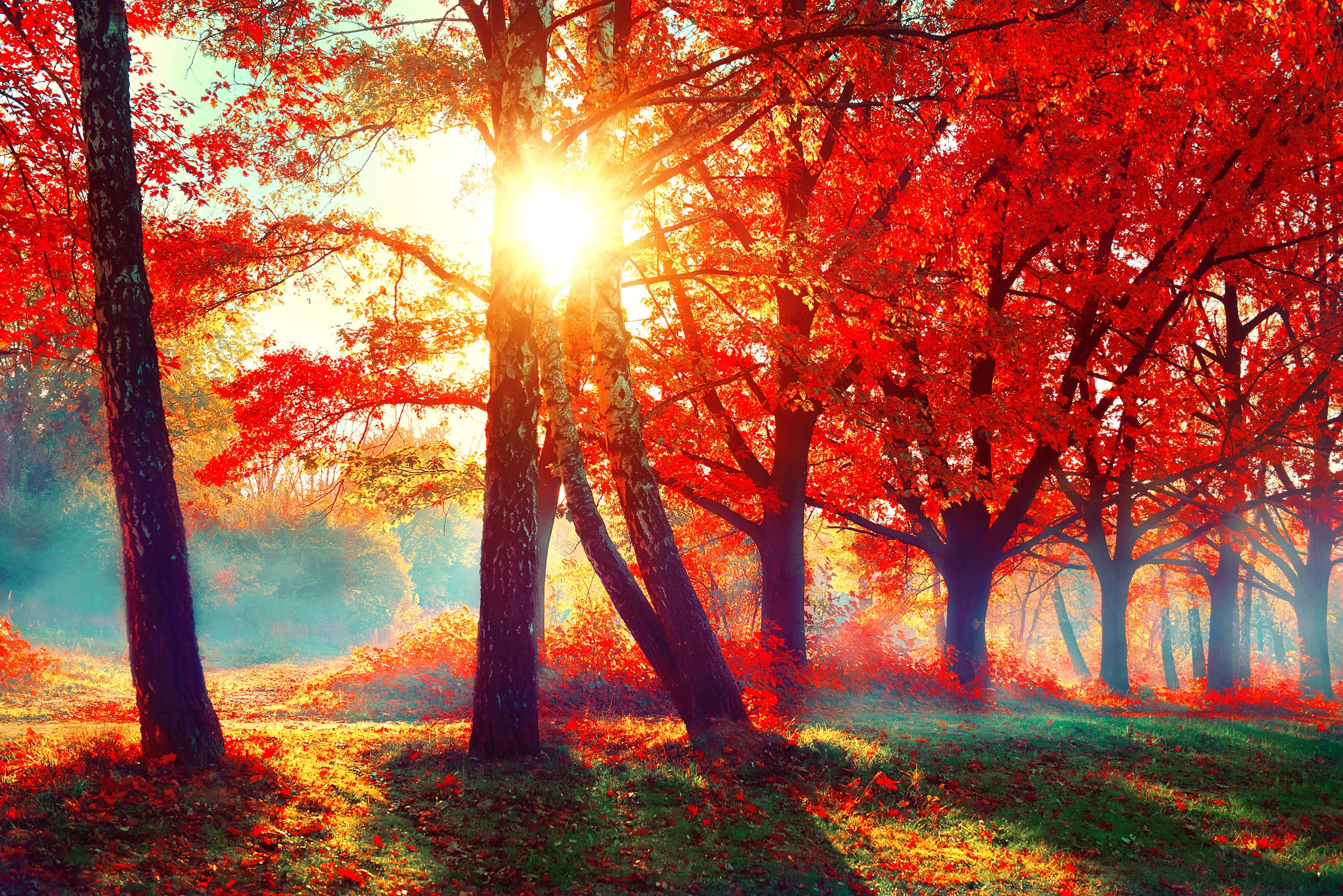 Autumn Forest Walk, vibrant red autumn trees, golden rays, 2K Desktop Wallpaper