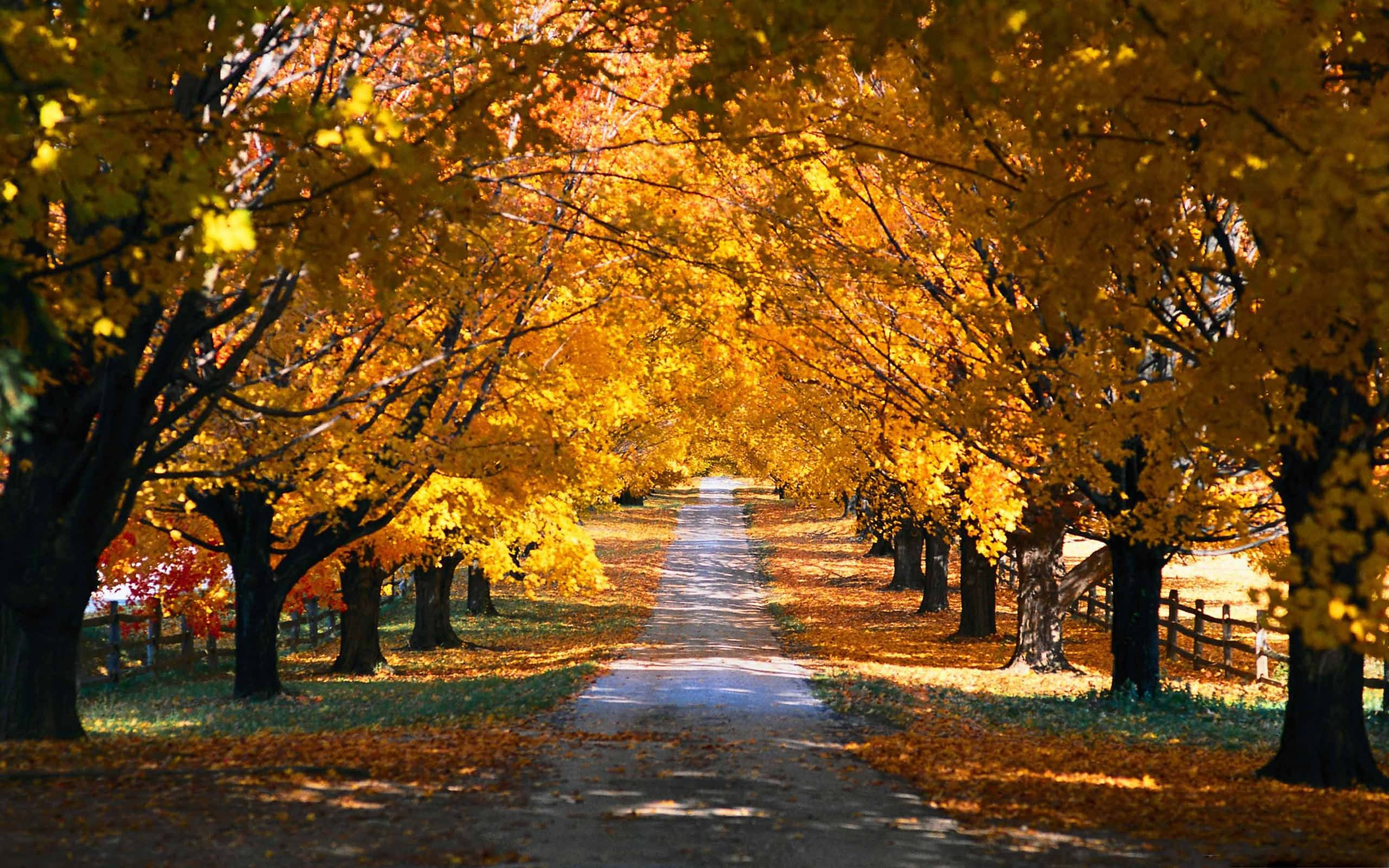 Autumn Trails, golden autumn trees, sunlit path, 2K Desktop Wallpaper