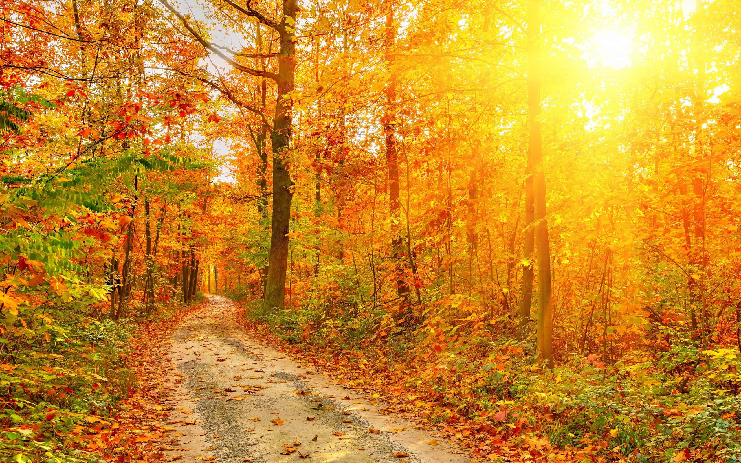 Autumn Trails, dirt path, vibrant autumn forest, 2K Desktop Wallpaper