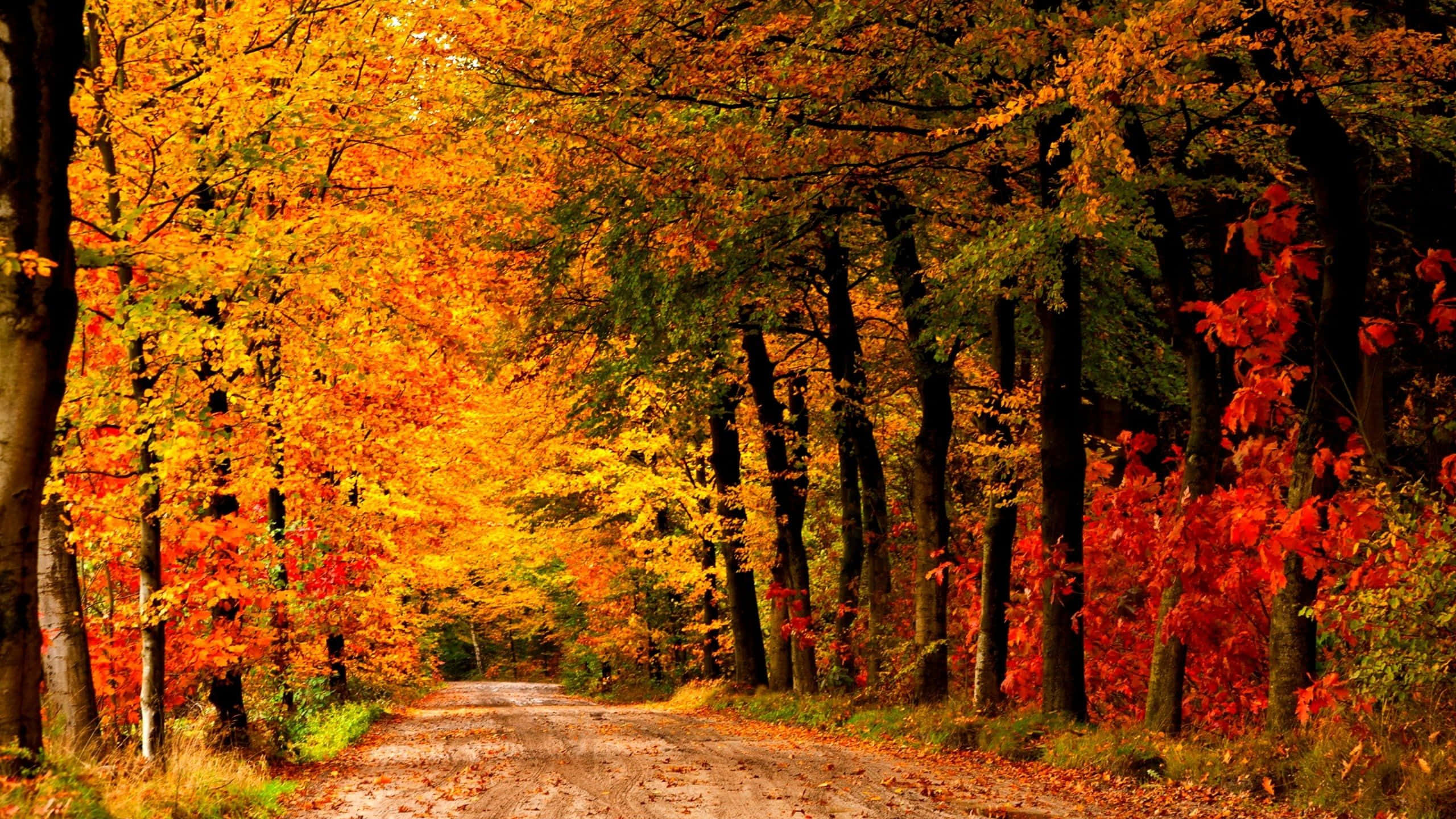 Autumn Trails, dirt road, dense forest, 2K Desktop Wallpaper