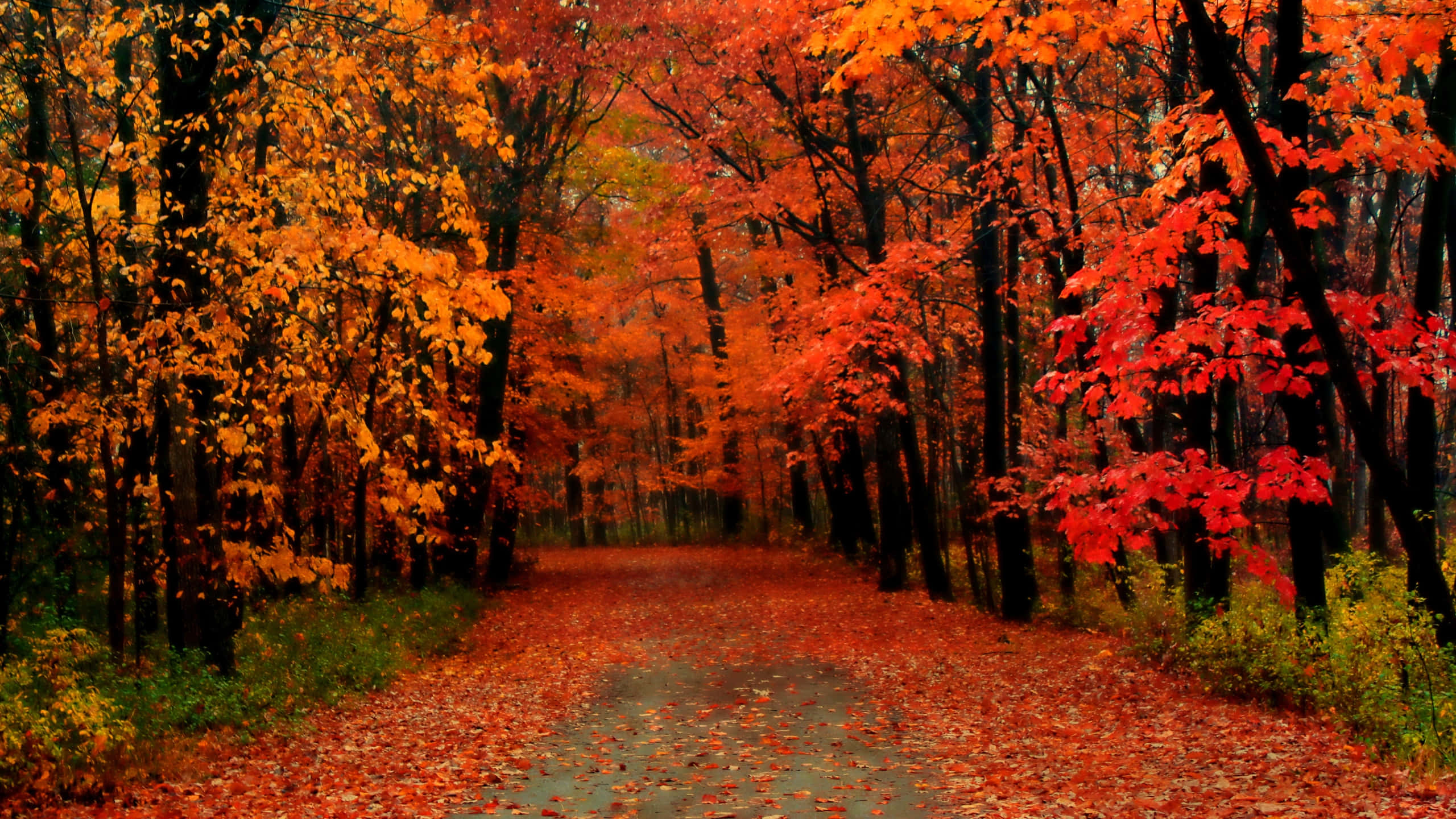 Autumn Trails, winding forest path, vibrant red and orange autumn leaves, 2K Desktop Wallpaper