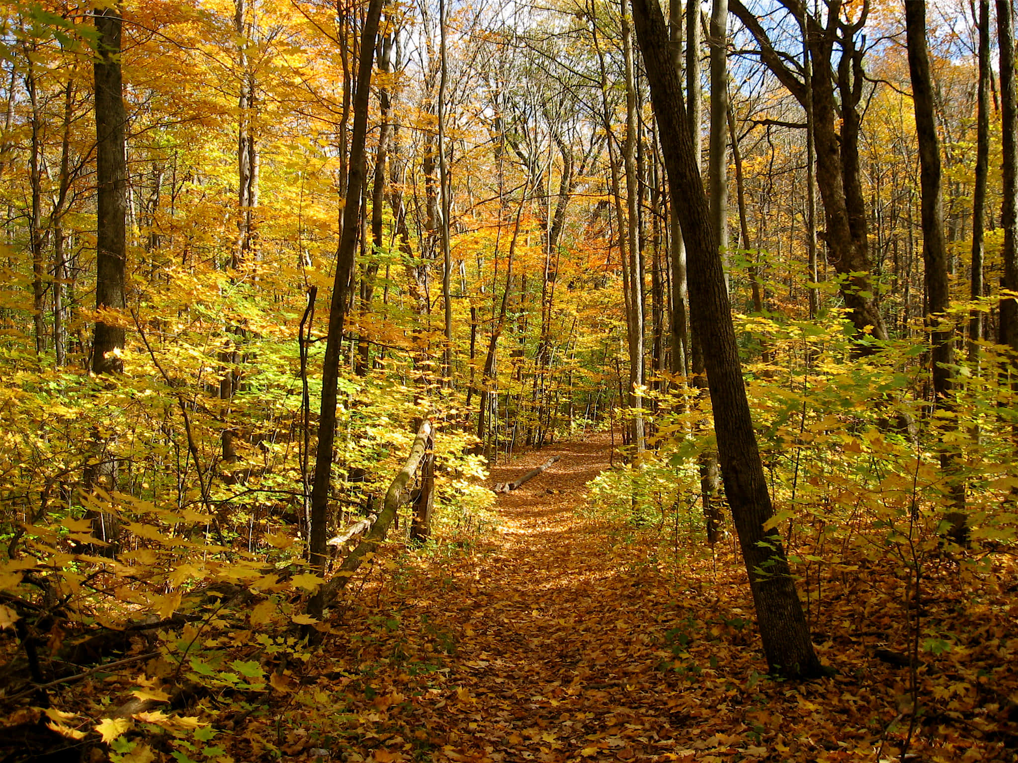 Autumn Trails, golden autumn leaves, winding forest path, Full HD Desktop Wallpaper