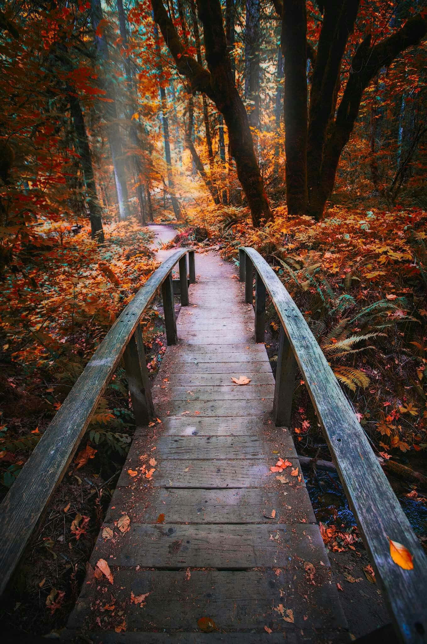 Autumn Trails, wooden bridge, sunlit autumn forest, Full HD Phone Wallpaper
