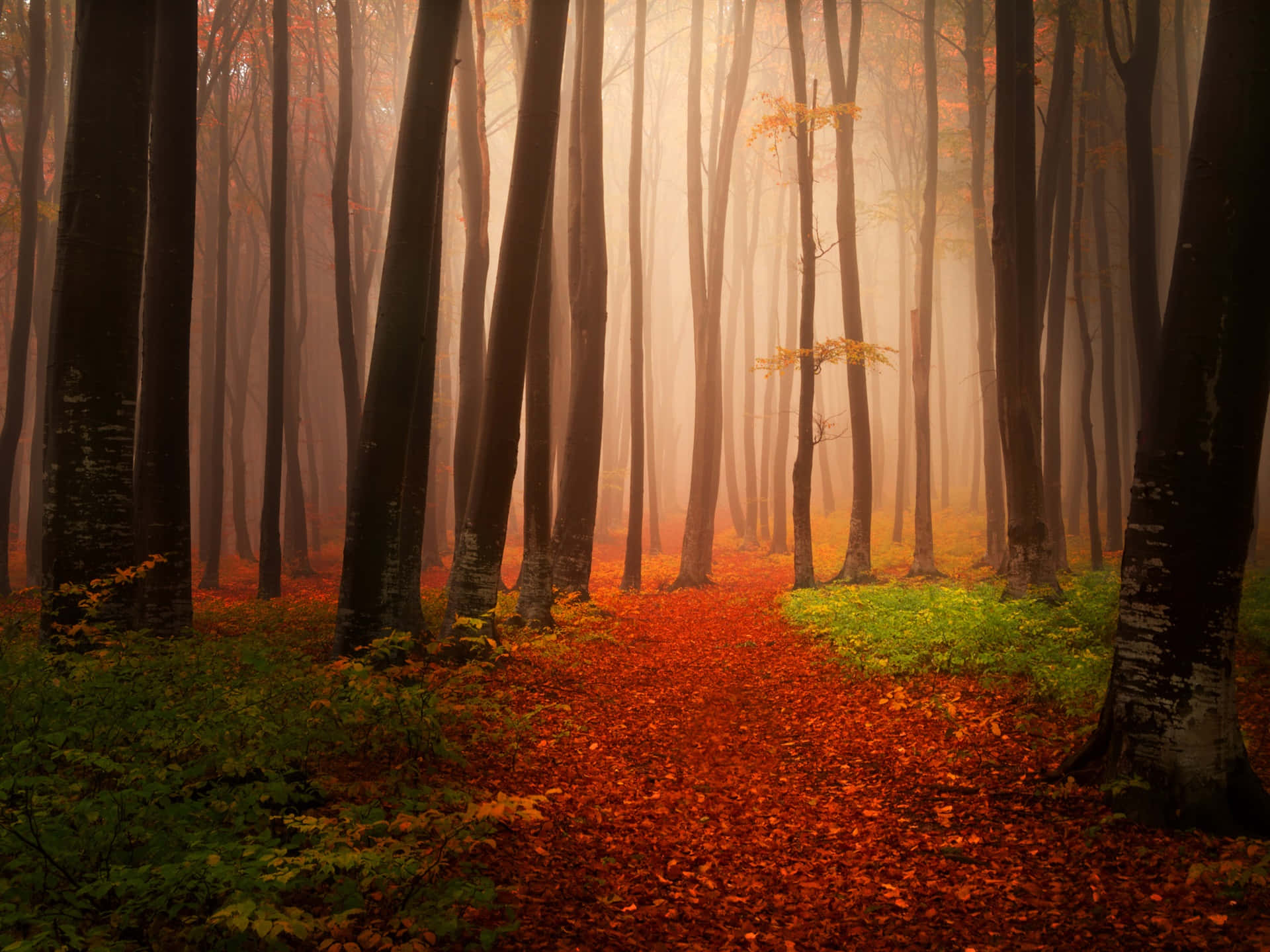 Autumn Trails, 1920 x 1440, misty autumn forest path, Full HD Desktop Wallpaper