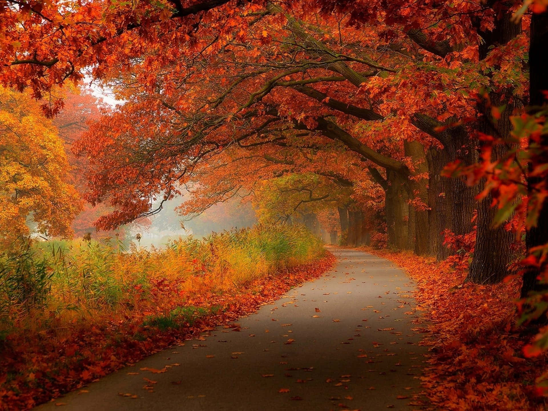 Autumn Trails, 1920 x 1440, fiery red, Full HD Desktop Wallpaper