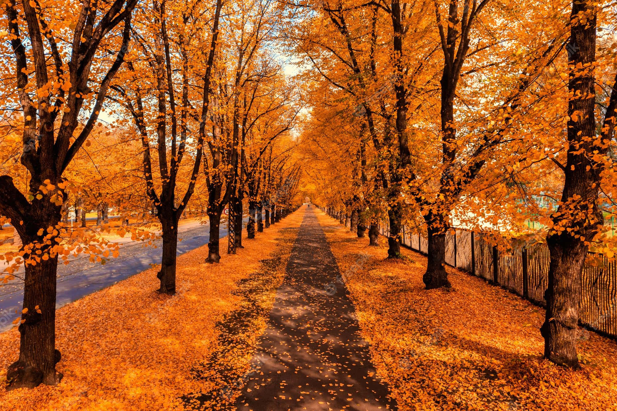 Autumn Trails, golden trees, fallen leaves, Full HD Desktop Wallpaper
